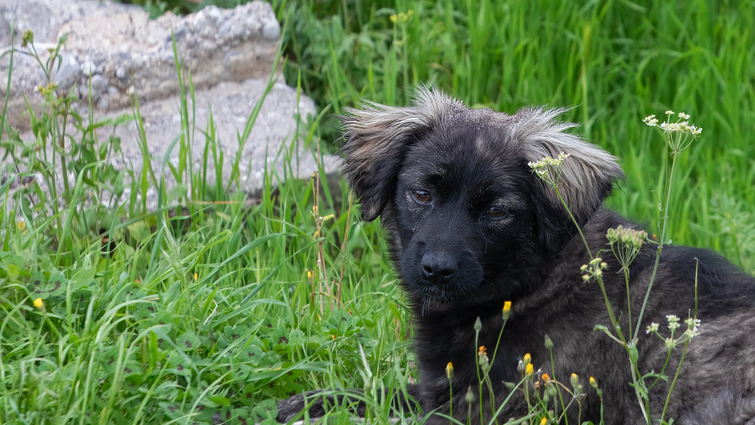  Stray dog along the fall trails 