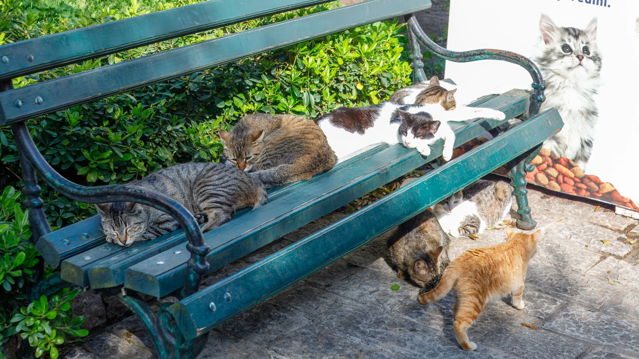  Cats lounging close to the town feeder 