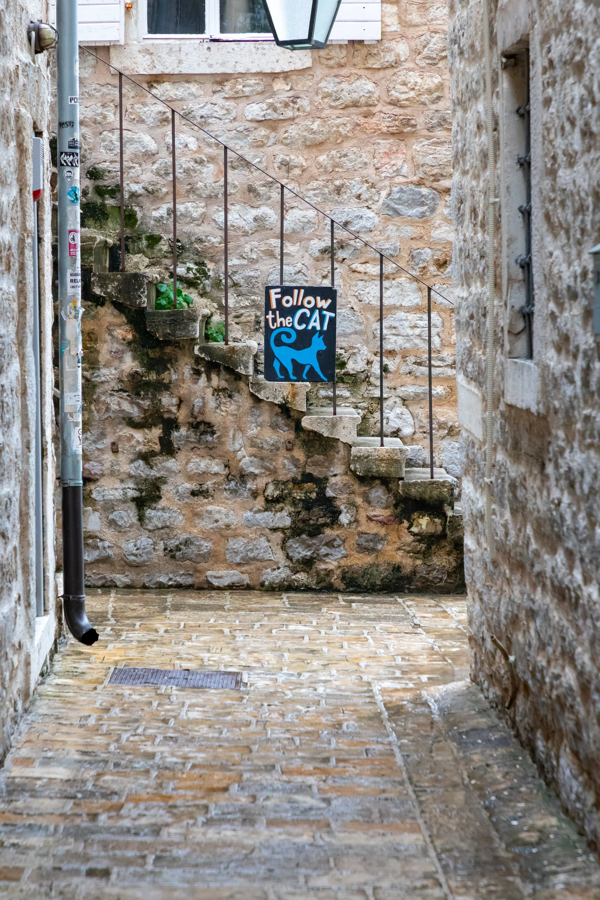  Following the Cat 