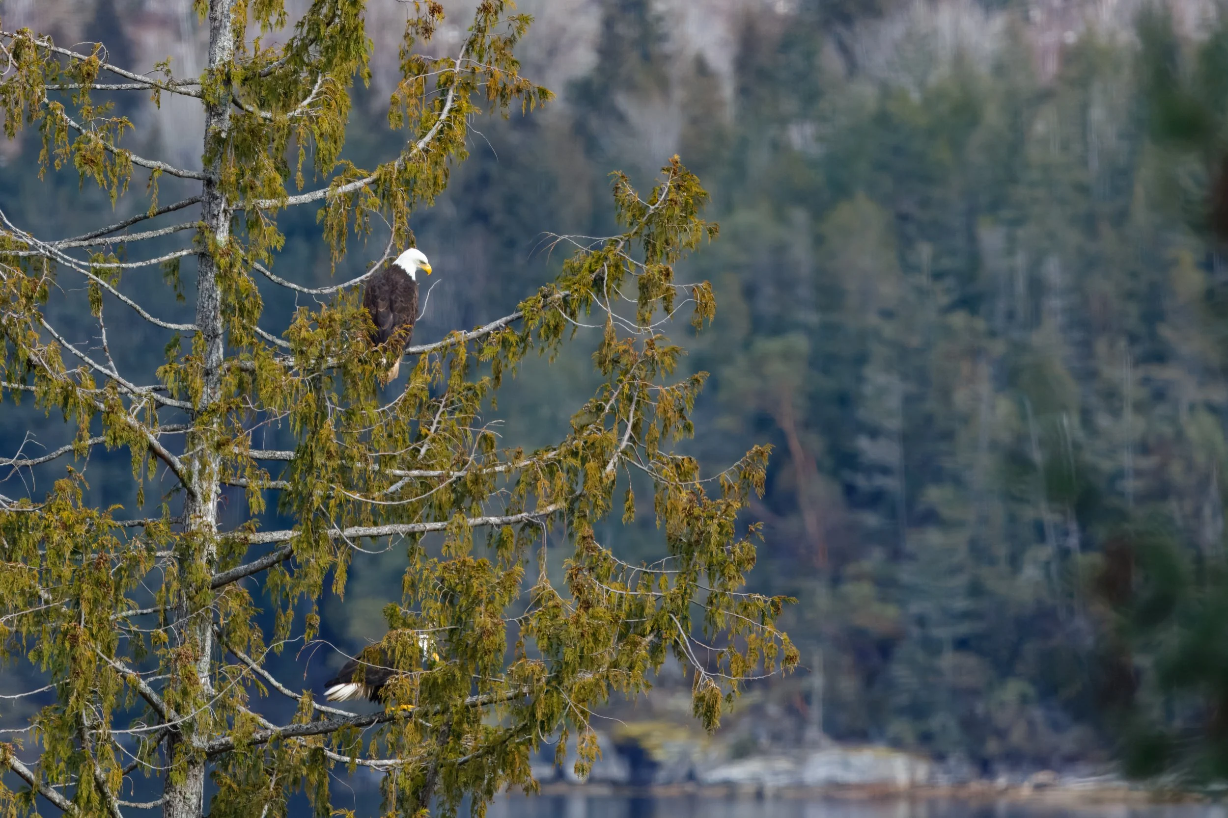  Catching an eagle from our friends’ deck 