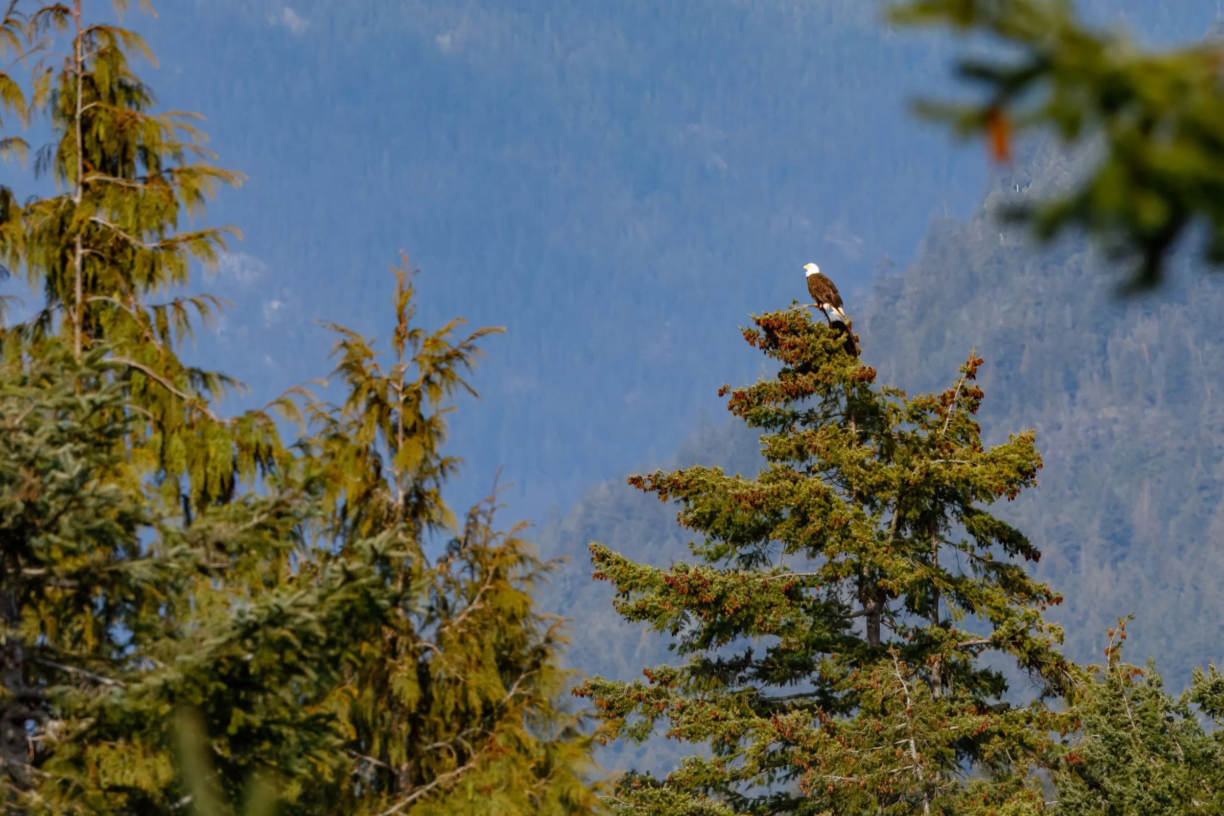  Continuing to track the eagle 