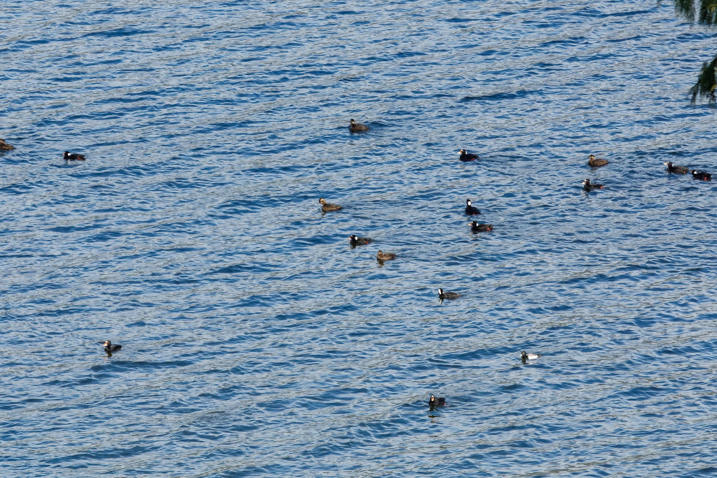  Seabirds on the bay 