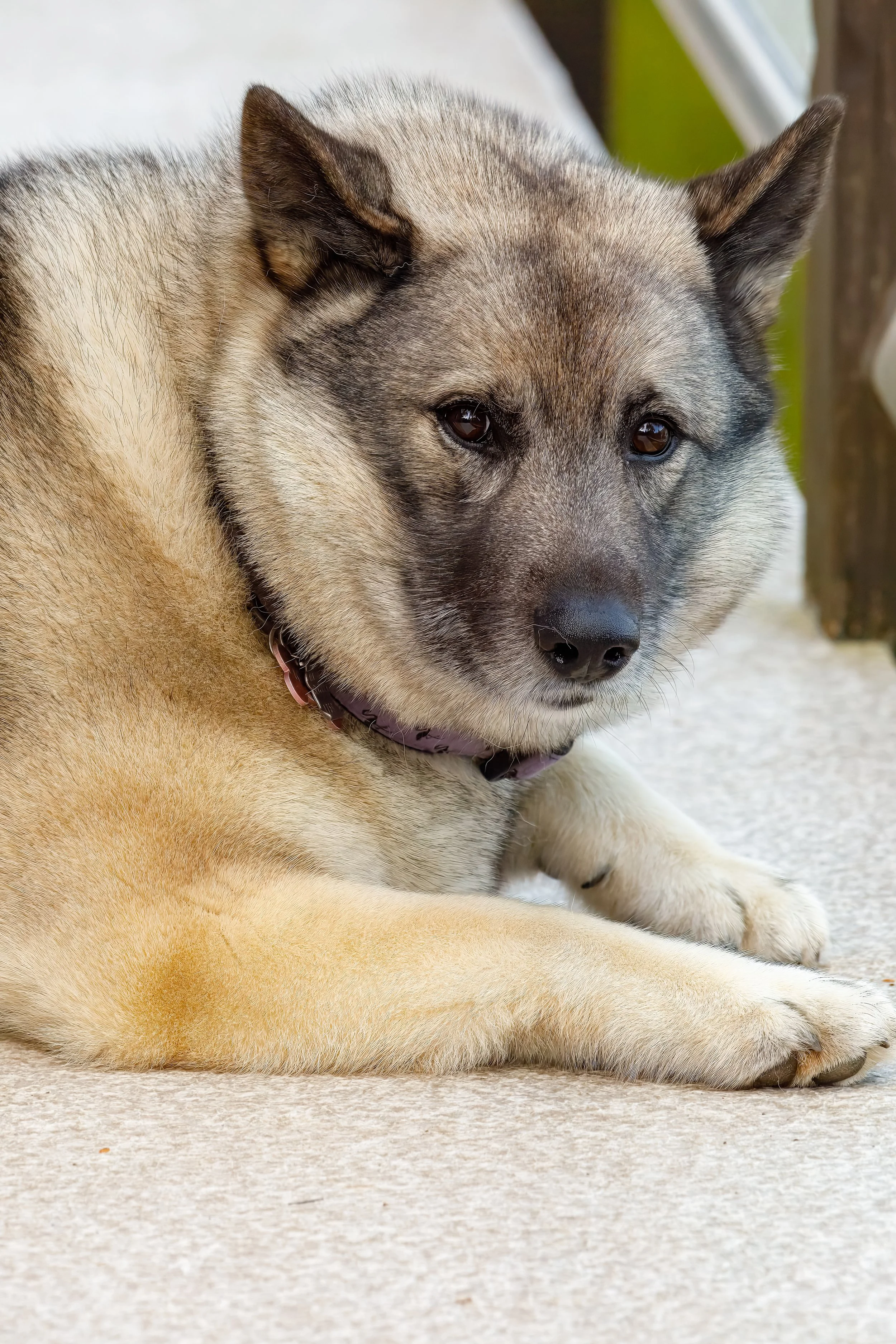  Lilly relaxing on the deck 