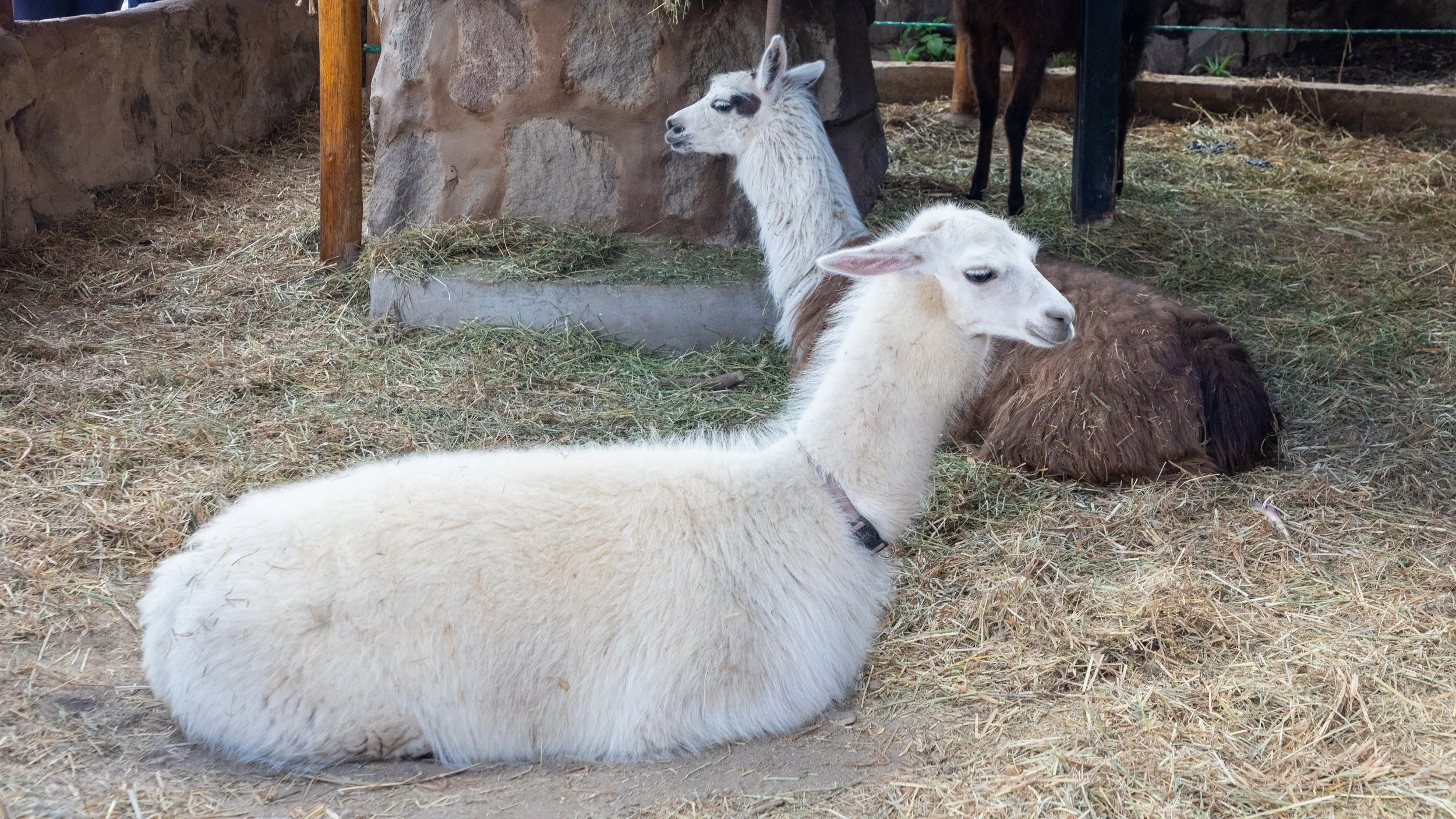  Llama on display as part of the   Intiñan Equator Museum, part of the effort to bring some additional cultural elements to an imaginary line 