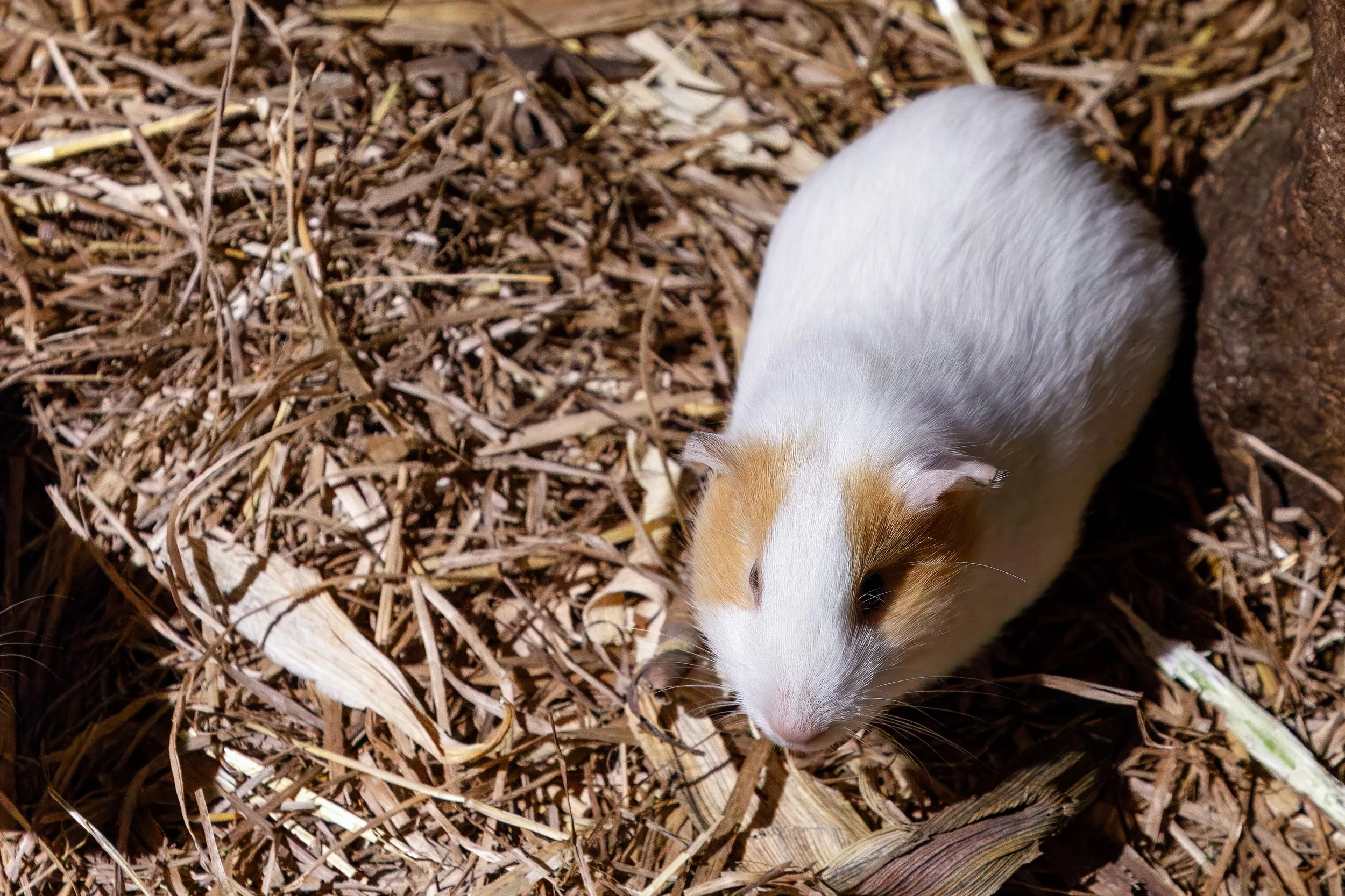  Guinea pig, a local delicacy that luckily wasn’t on the menu for us  