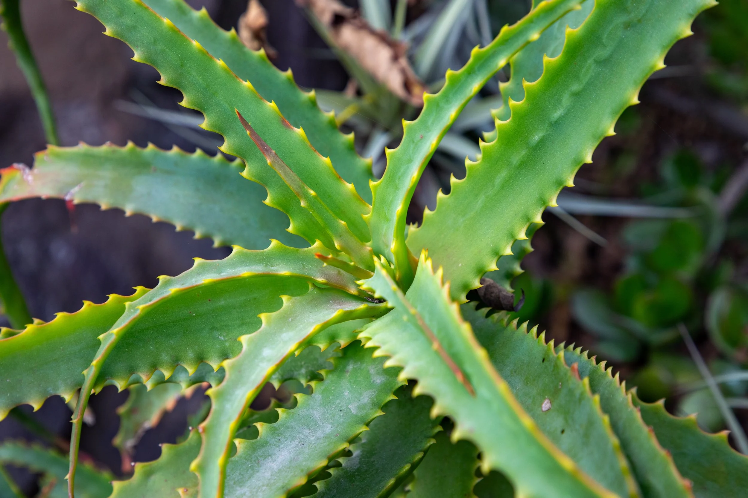  Aloe plant 