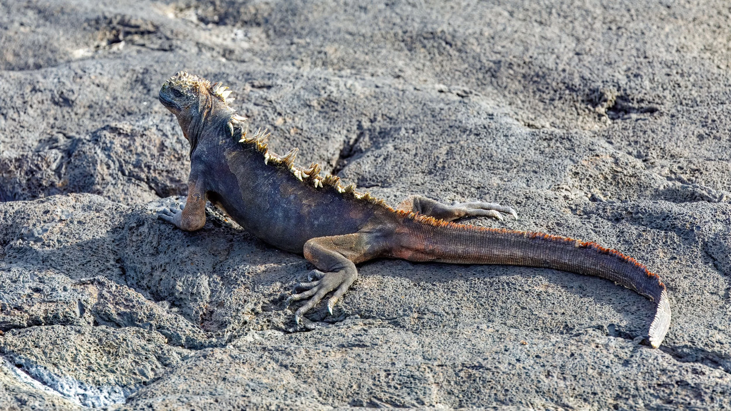  One of a number of land iguanas on our nature hike 