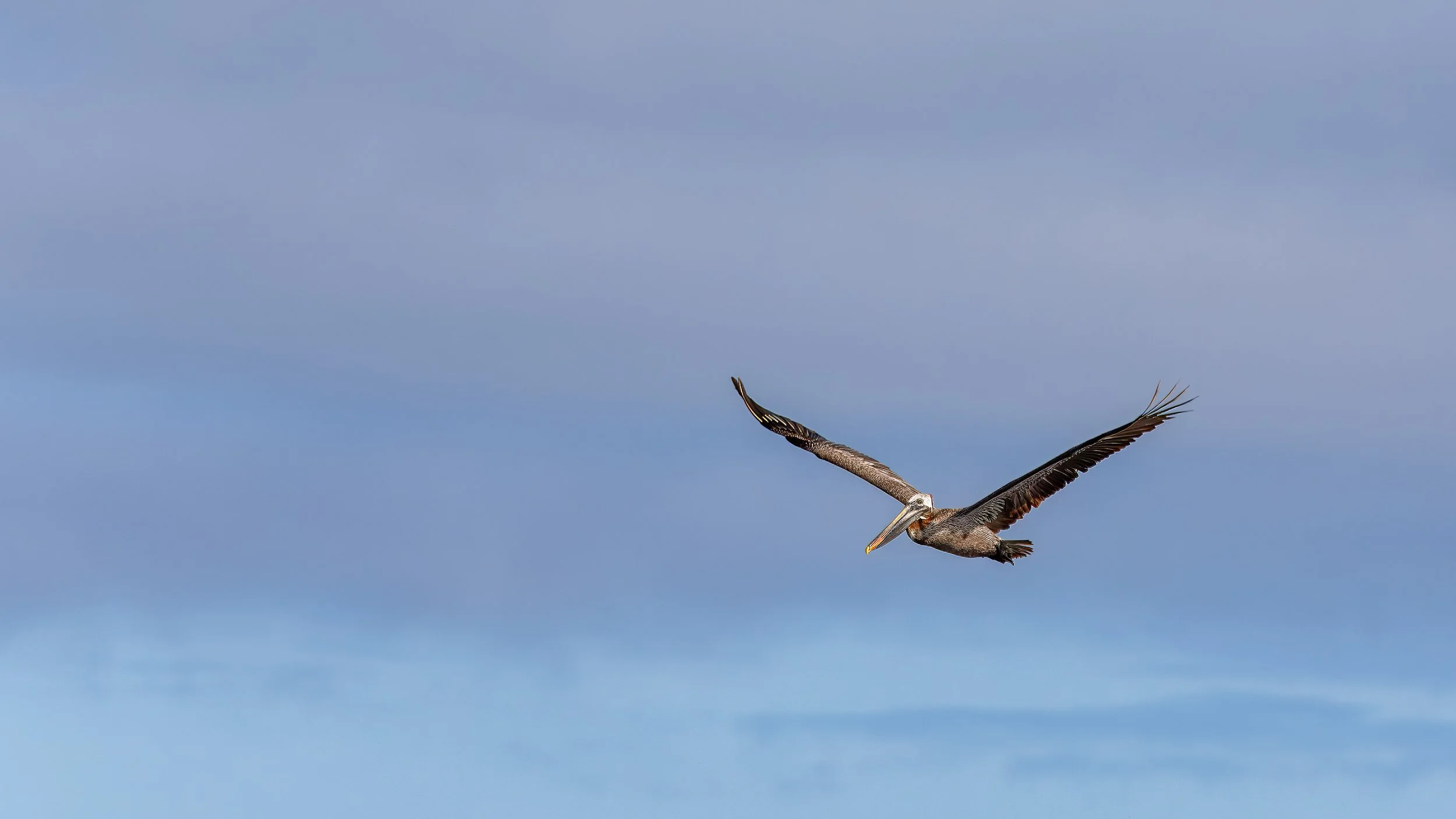  Galapagos Brown Pelican in flight 