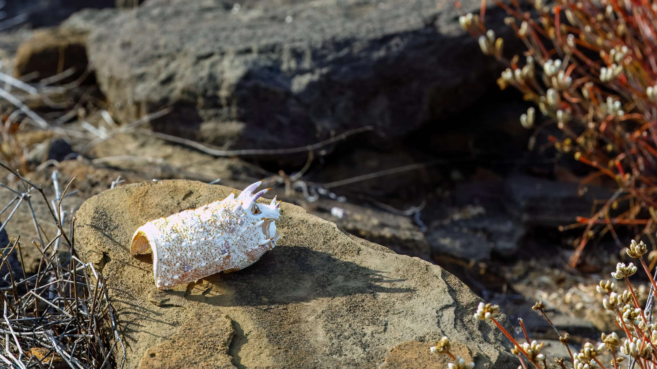  One of many abandoned shells on the beach 