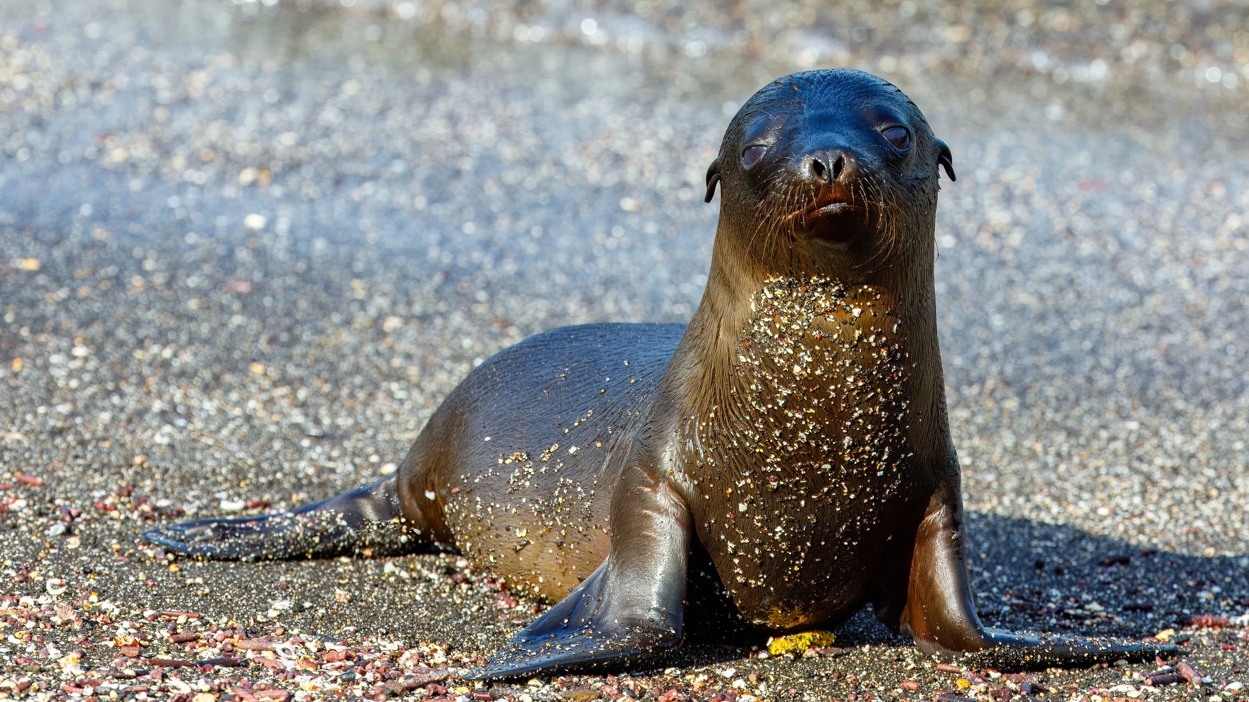  Young Galapagos sealion  
