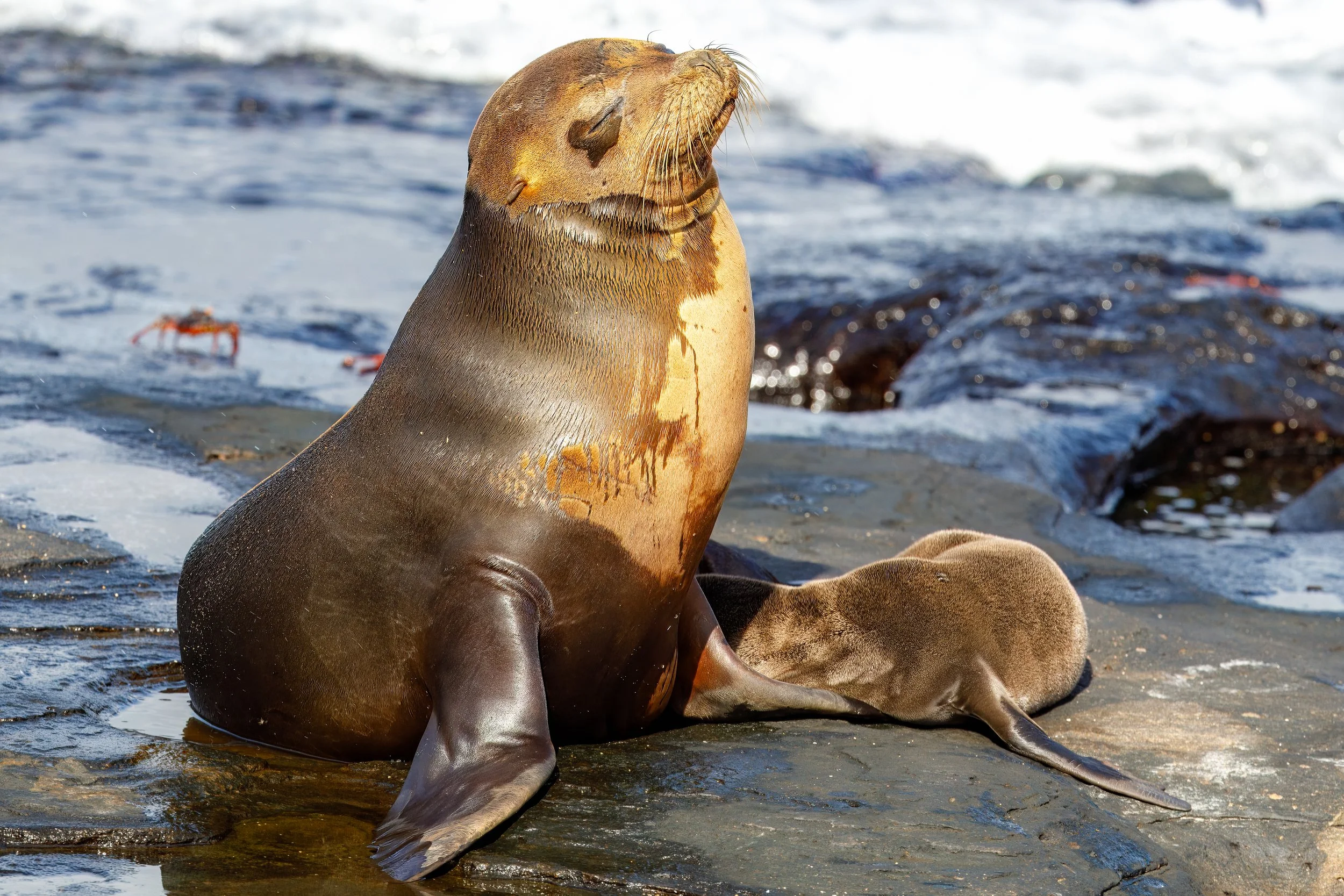  Mother feeding young cub along the shore 