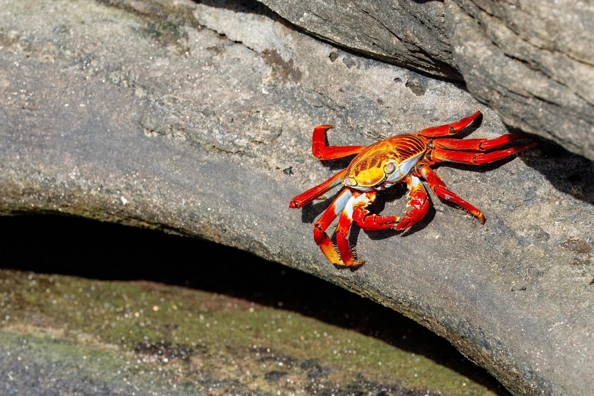  One of many colourful Sally Lightfoot crabs along the beach 