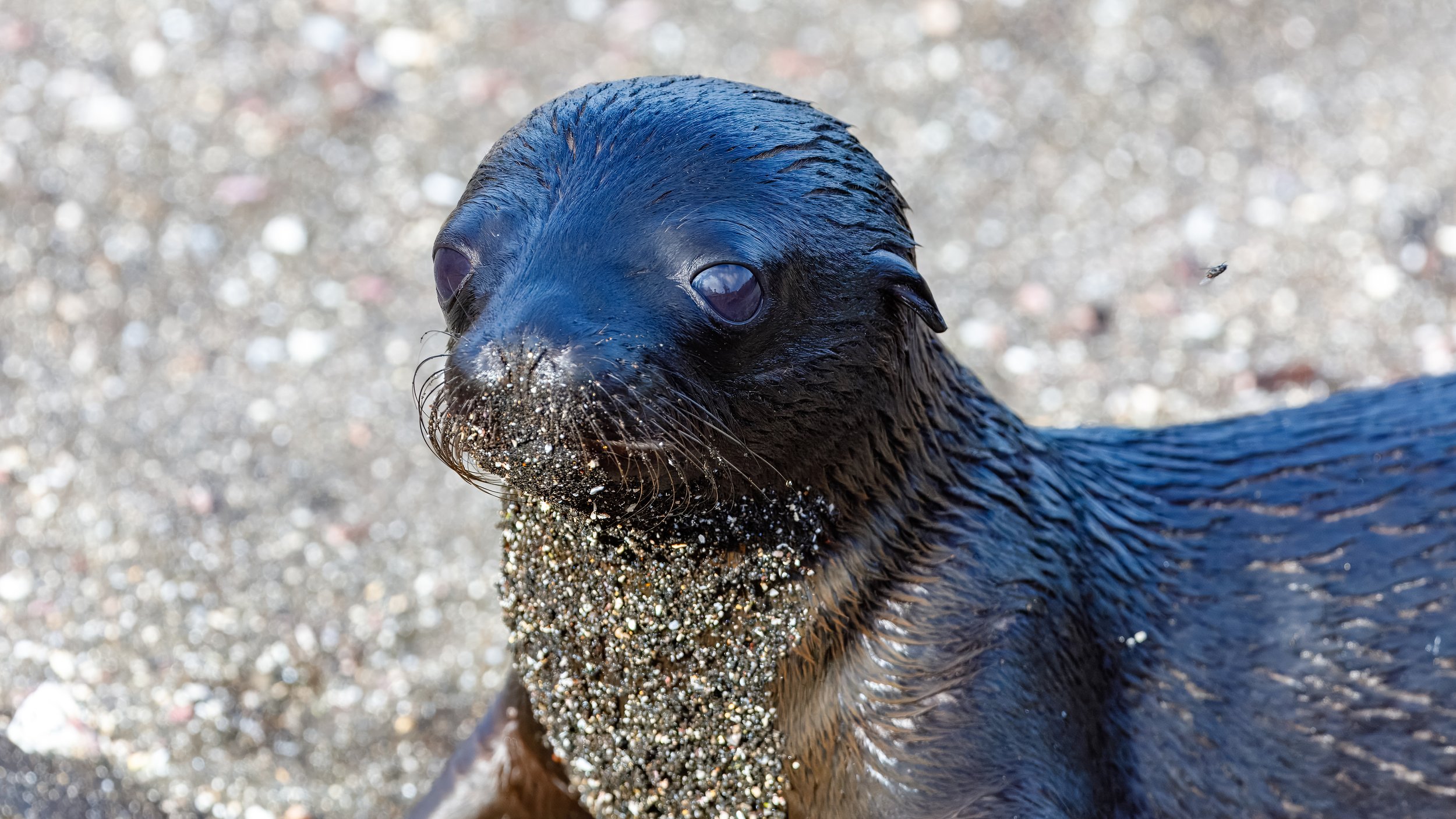  The young sealion showing off his features 