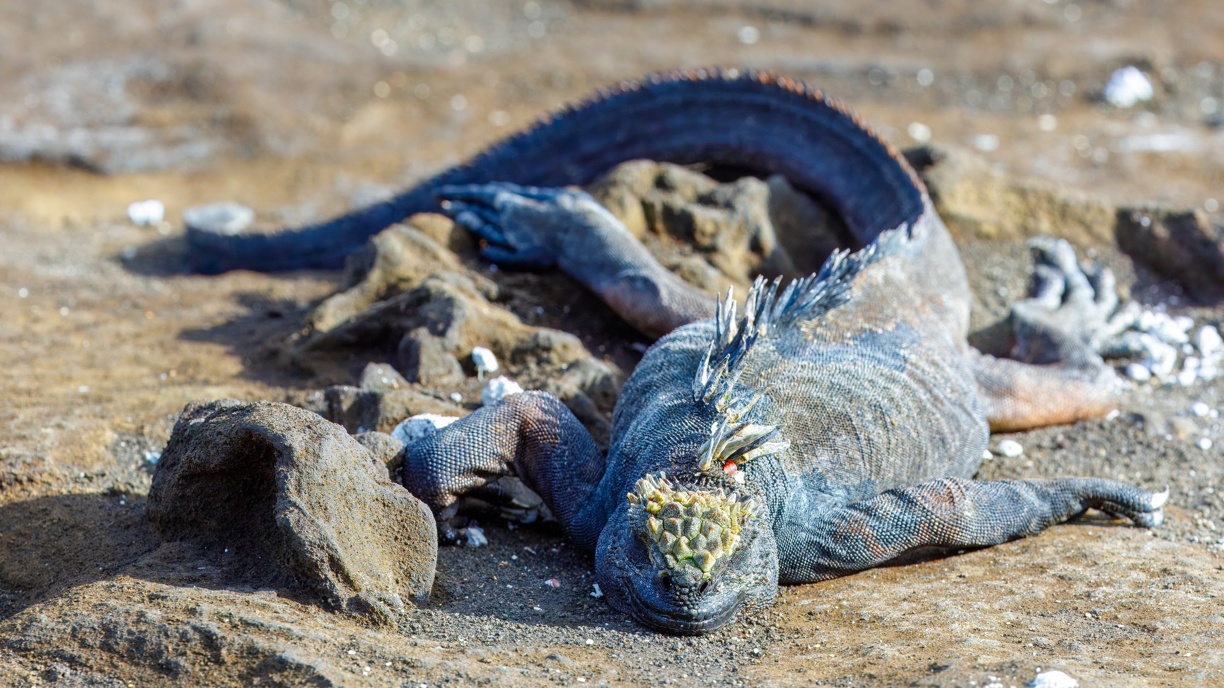  Colourful sea iguana resting on the beach 