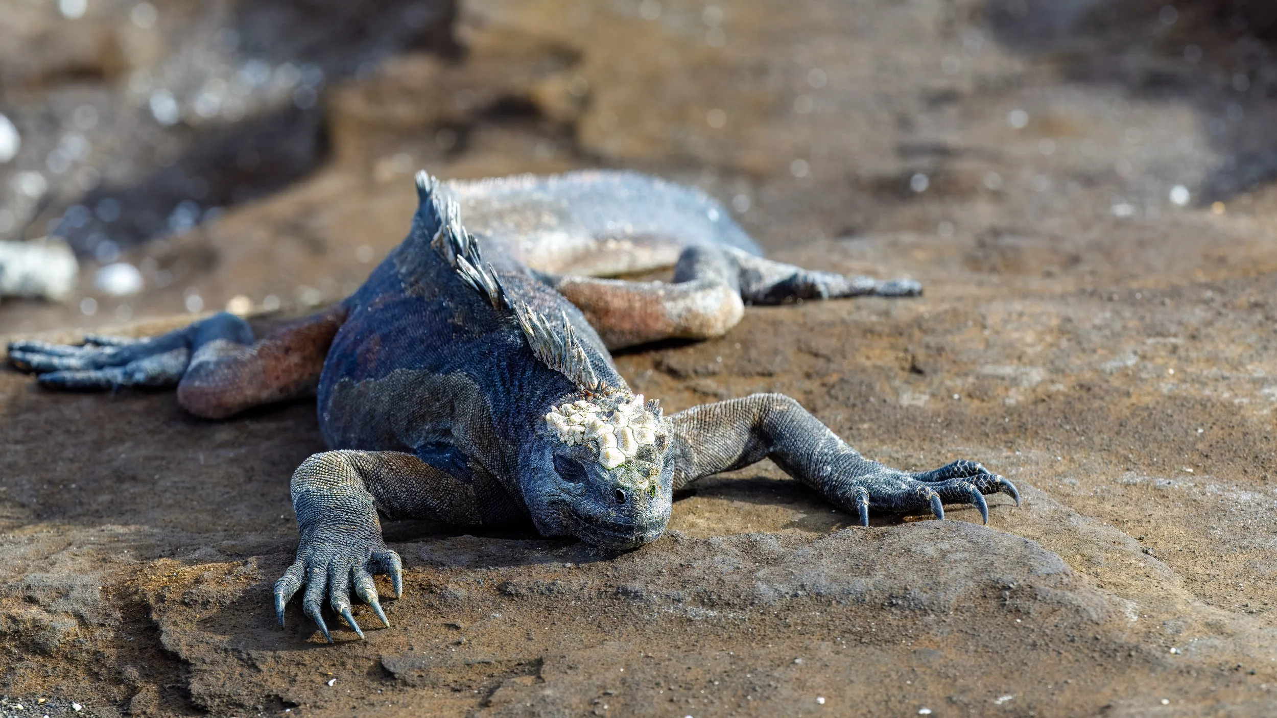  The claws look very frightening, but they usually do not move quickly 