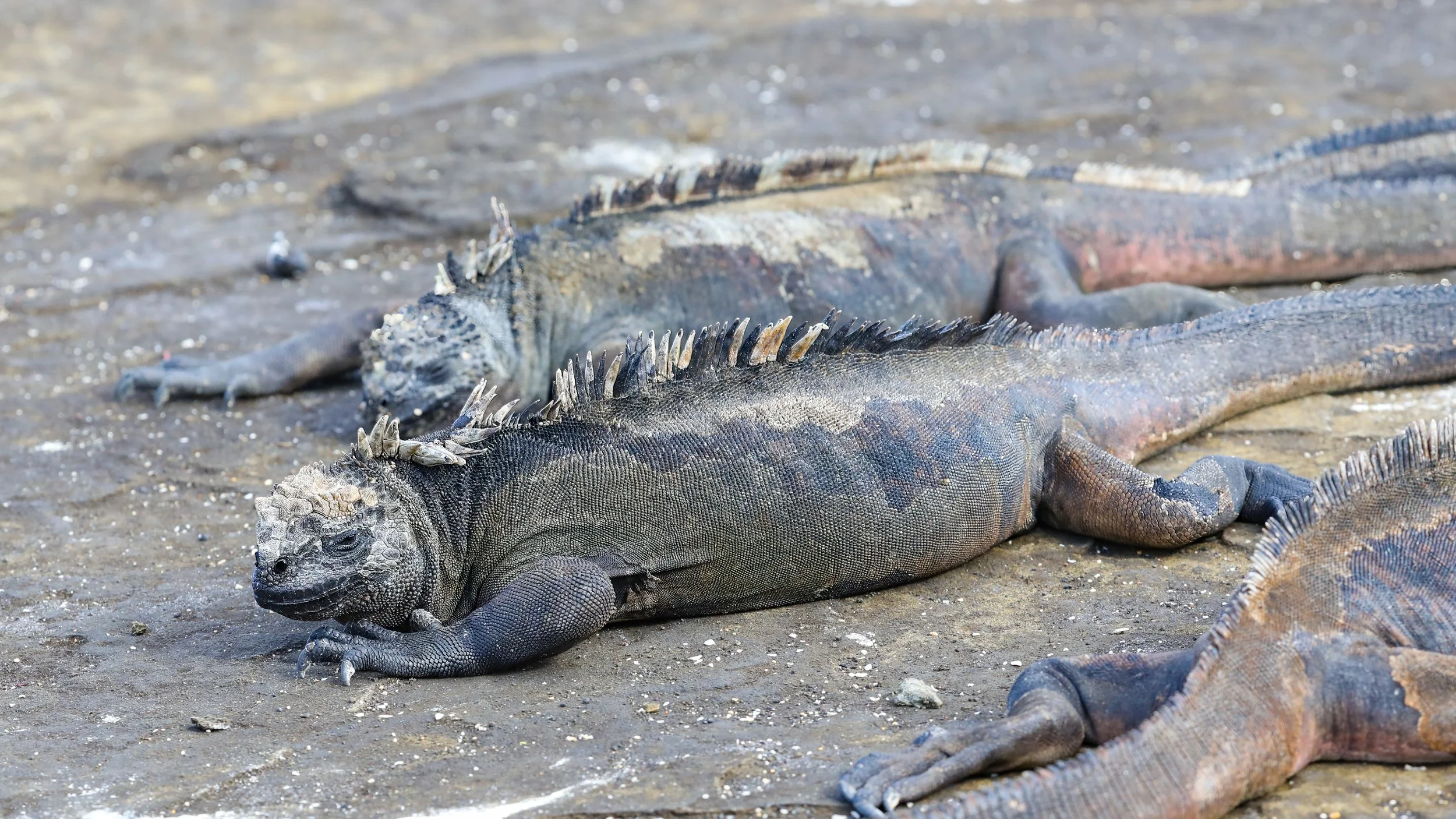  An iguana gathering spot on the beach 