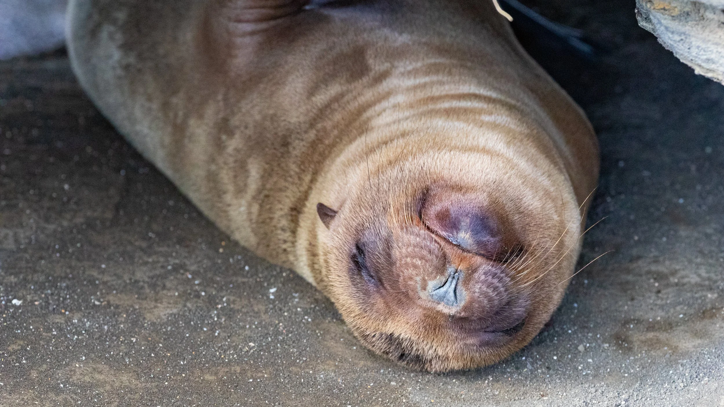  Relaxing sealion has no fear of the visitors with no real predators on the island 