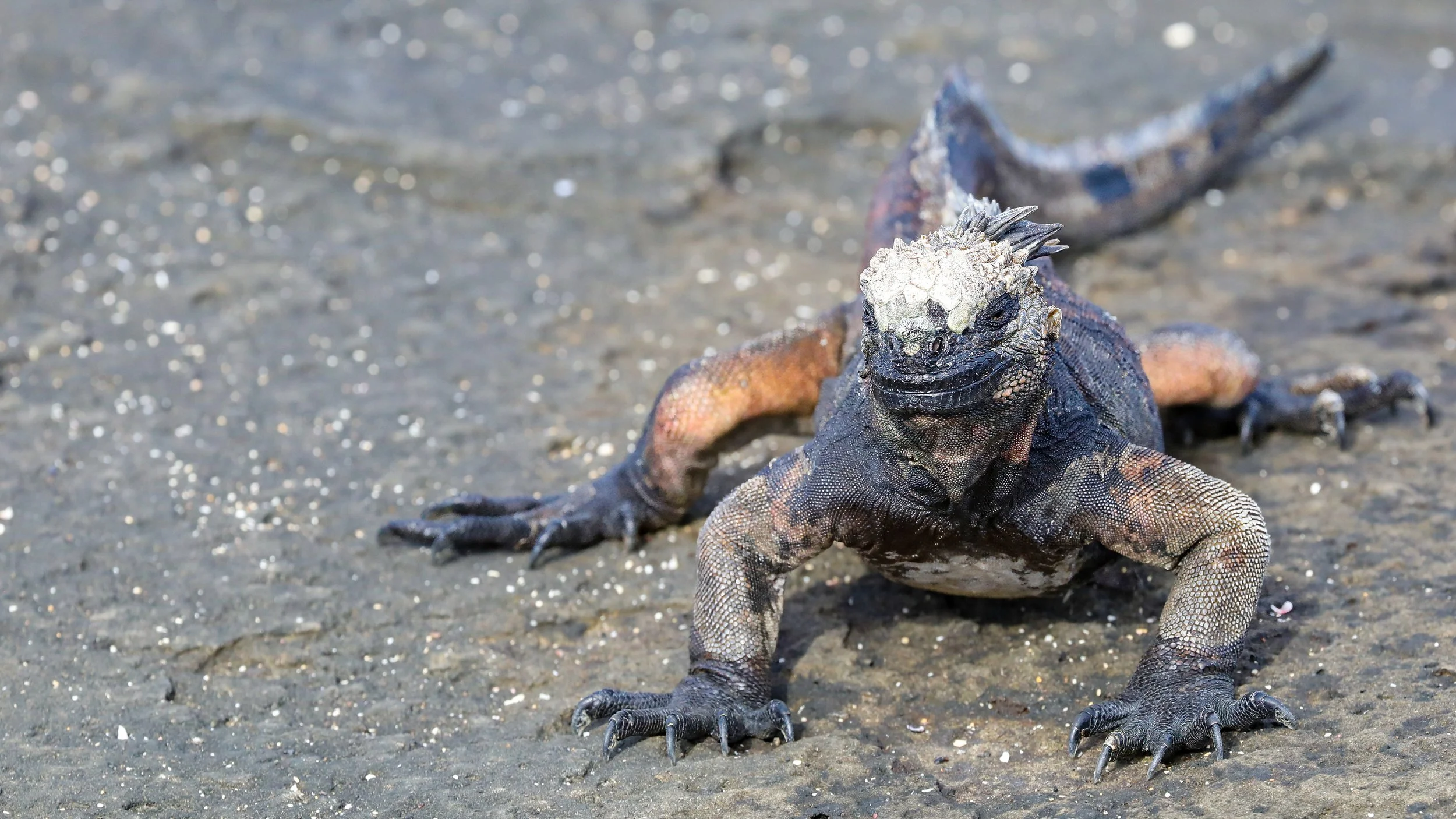  Each iguana had different shading  