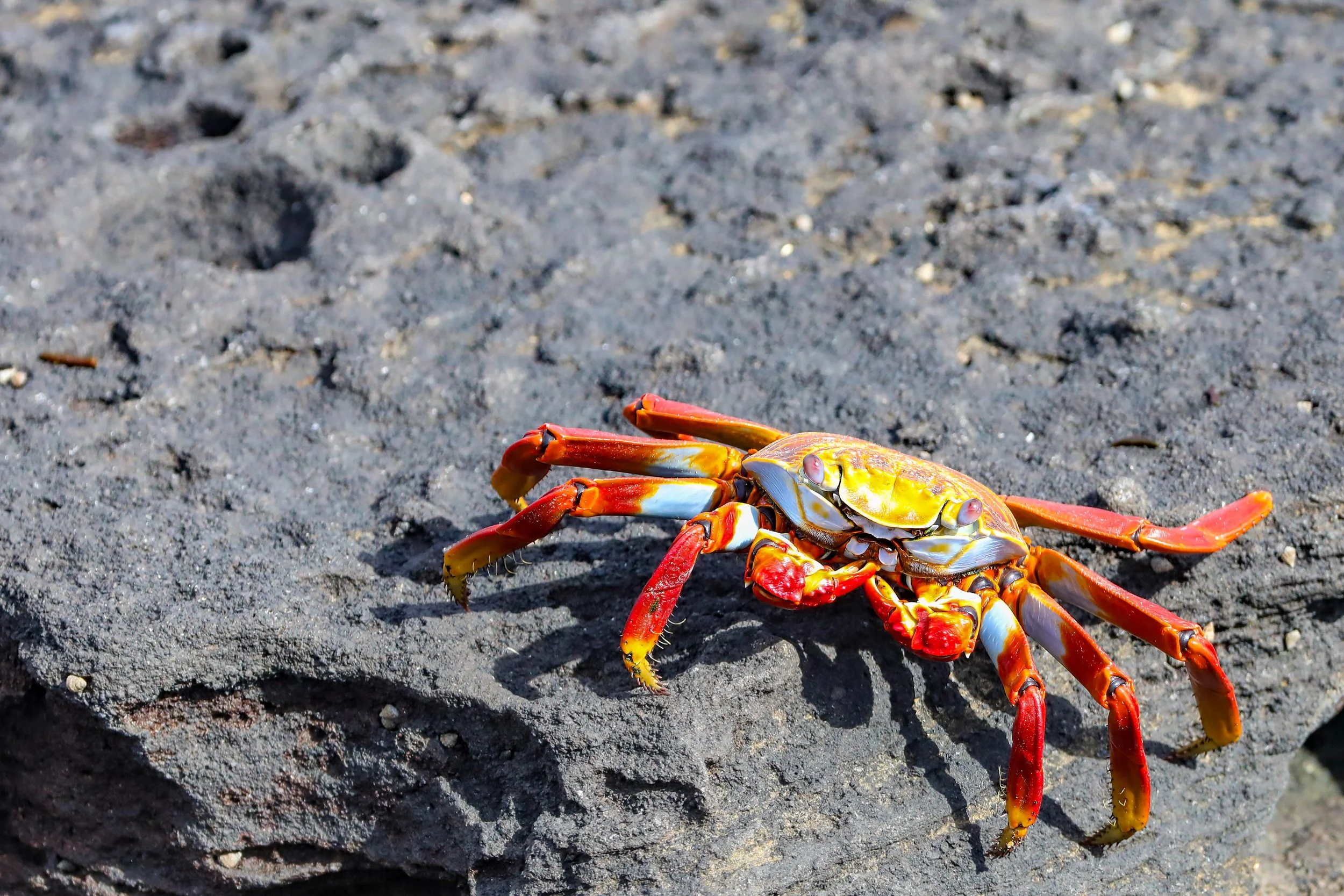  The contrast of the crabs on the rocky beach was quite striking 