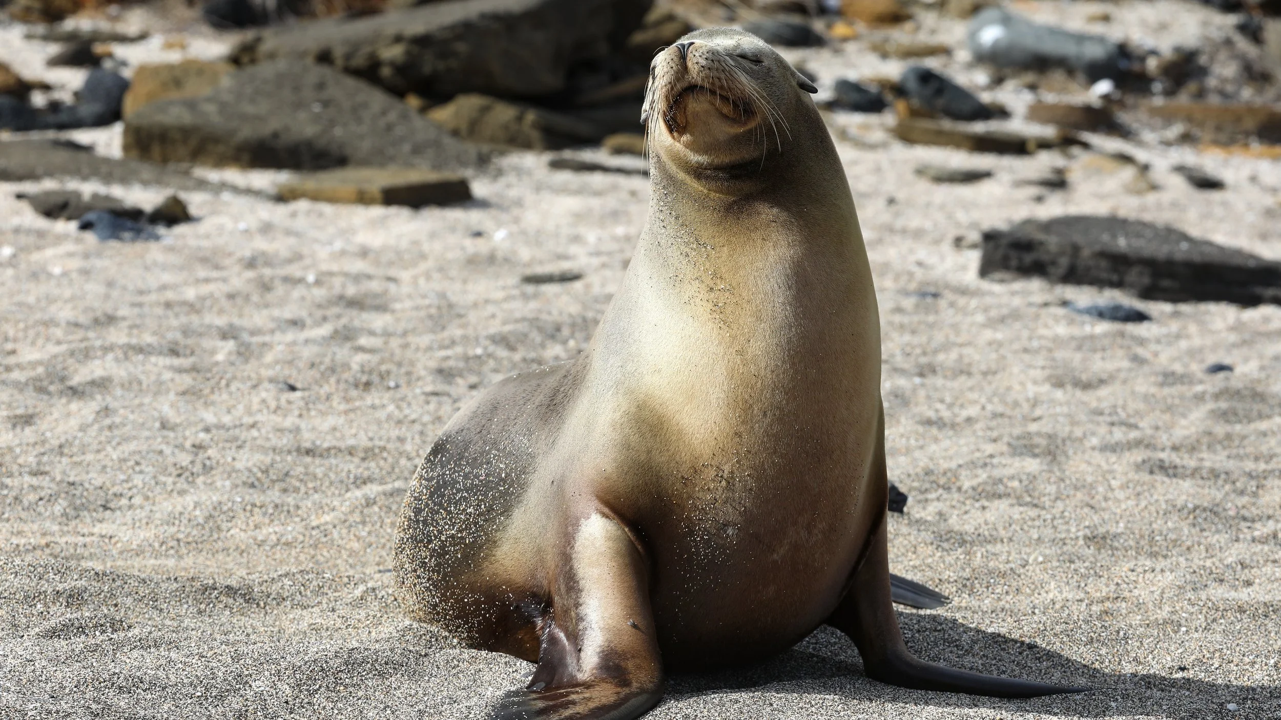  Another sealion happy to pose for us 