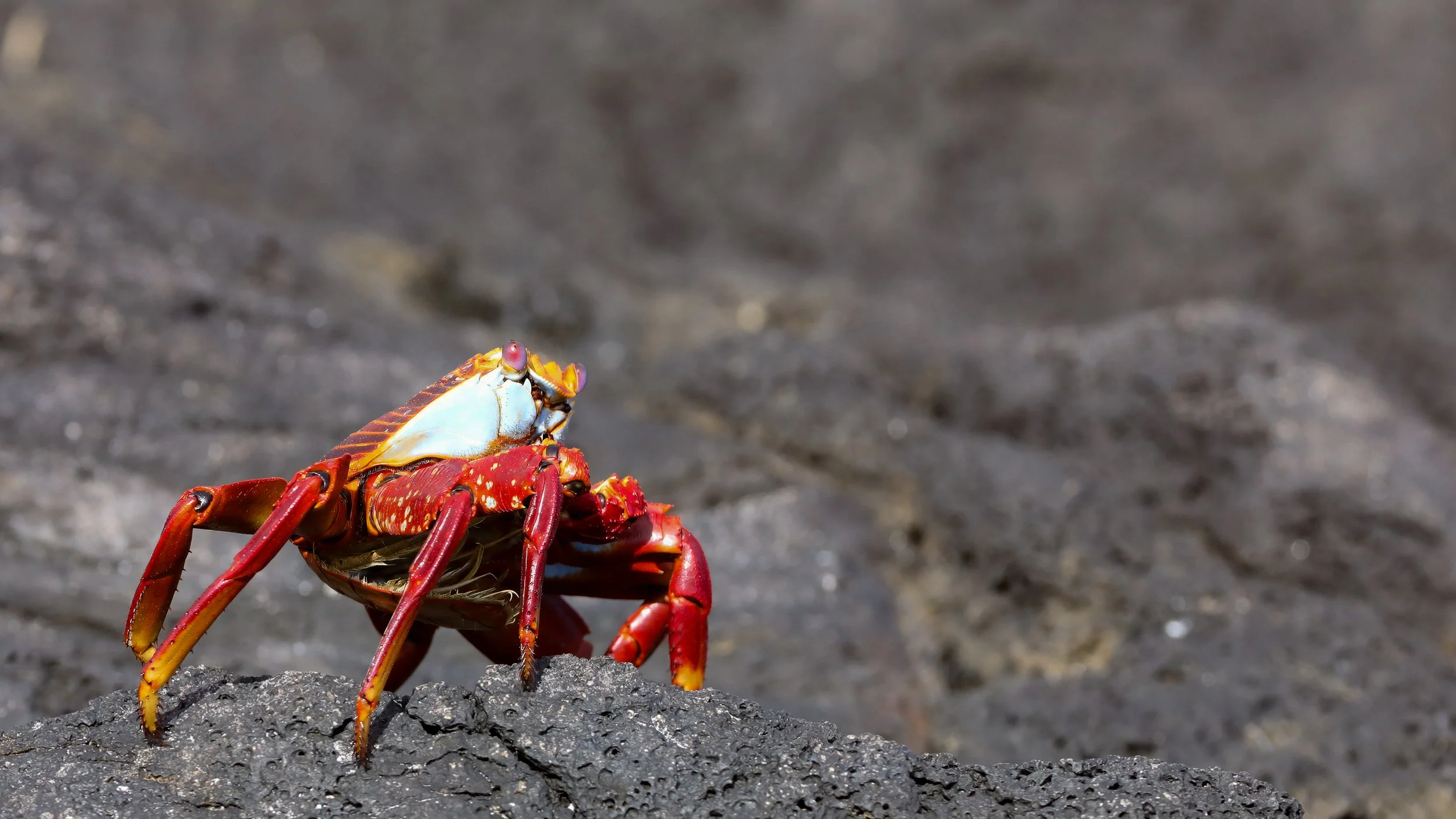  Although they each have red colouring, the patterns are also unique 
