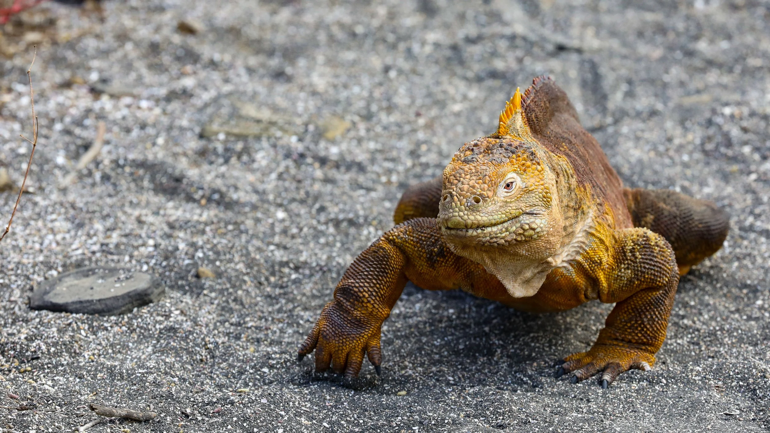  Catching the Galapagos Land Iguana walking along our path 