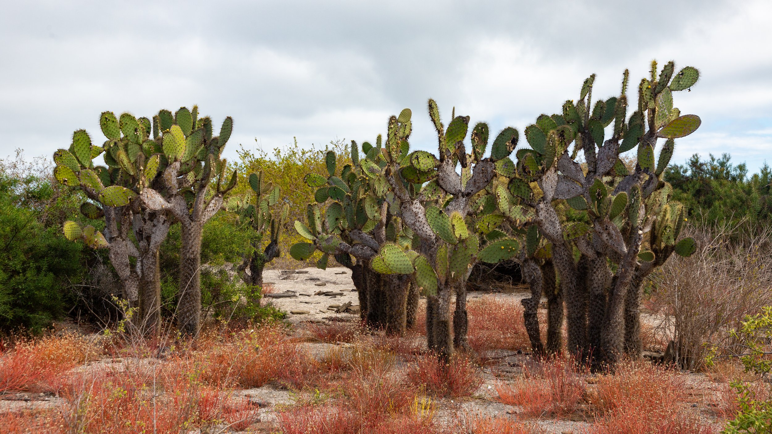  Evidence of the desert conditions on the island 