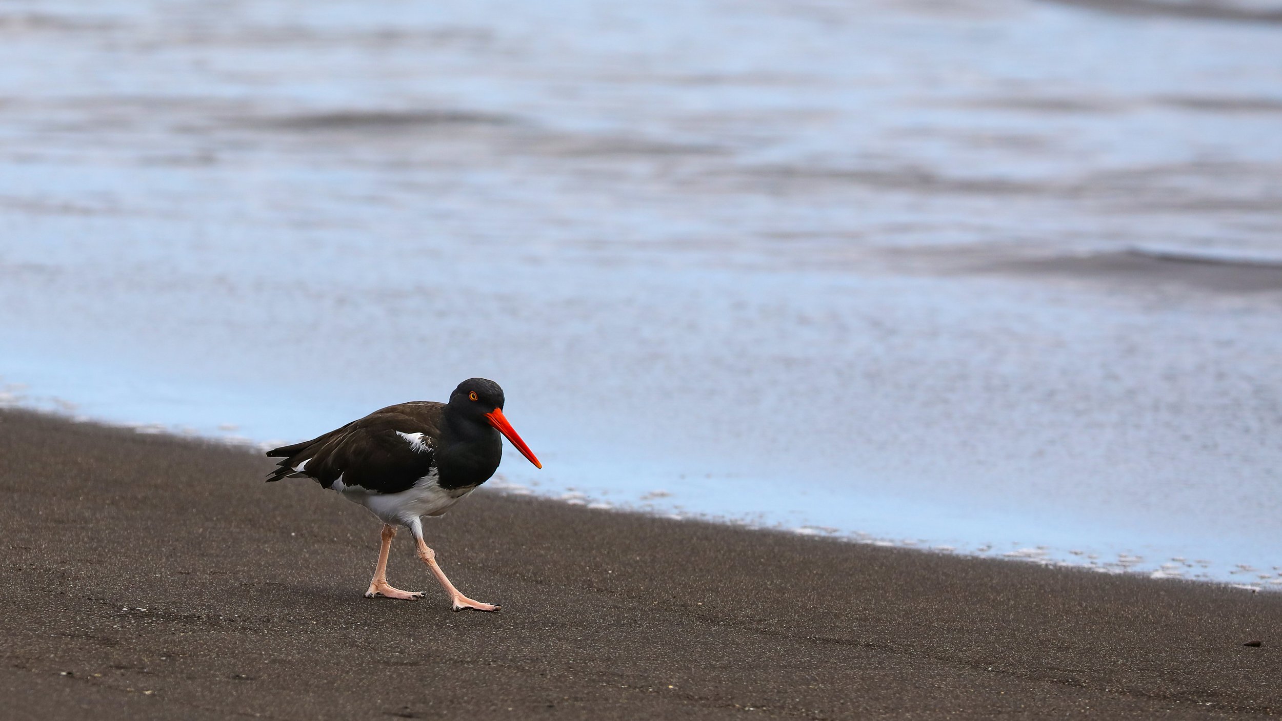  American Oystercatcher, also resident of the Galapagos Islands  