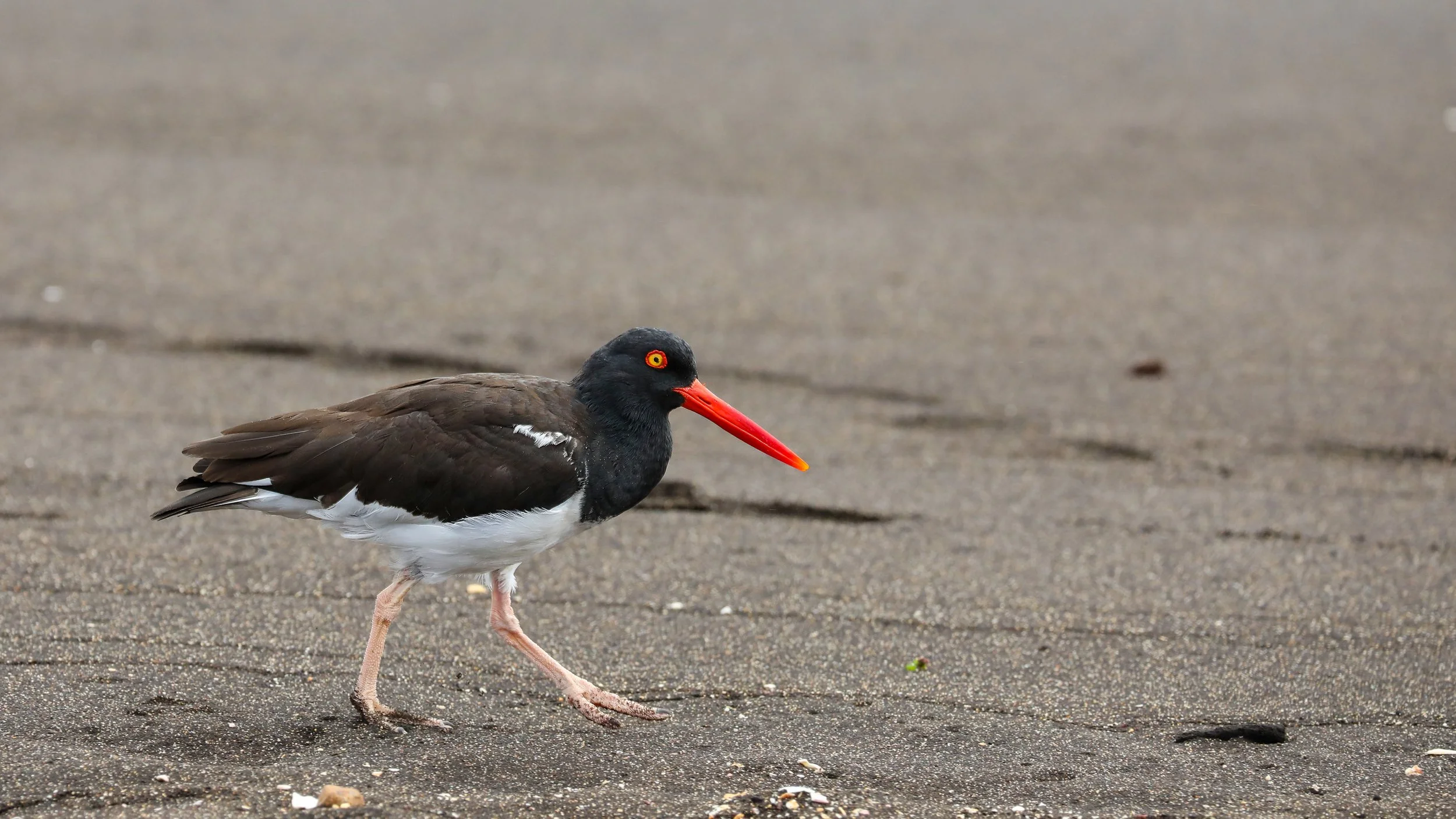  Continuing to search for food to “catch” along the beach 