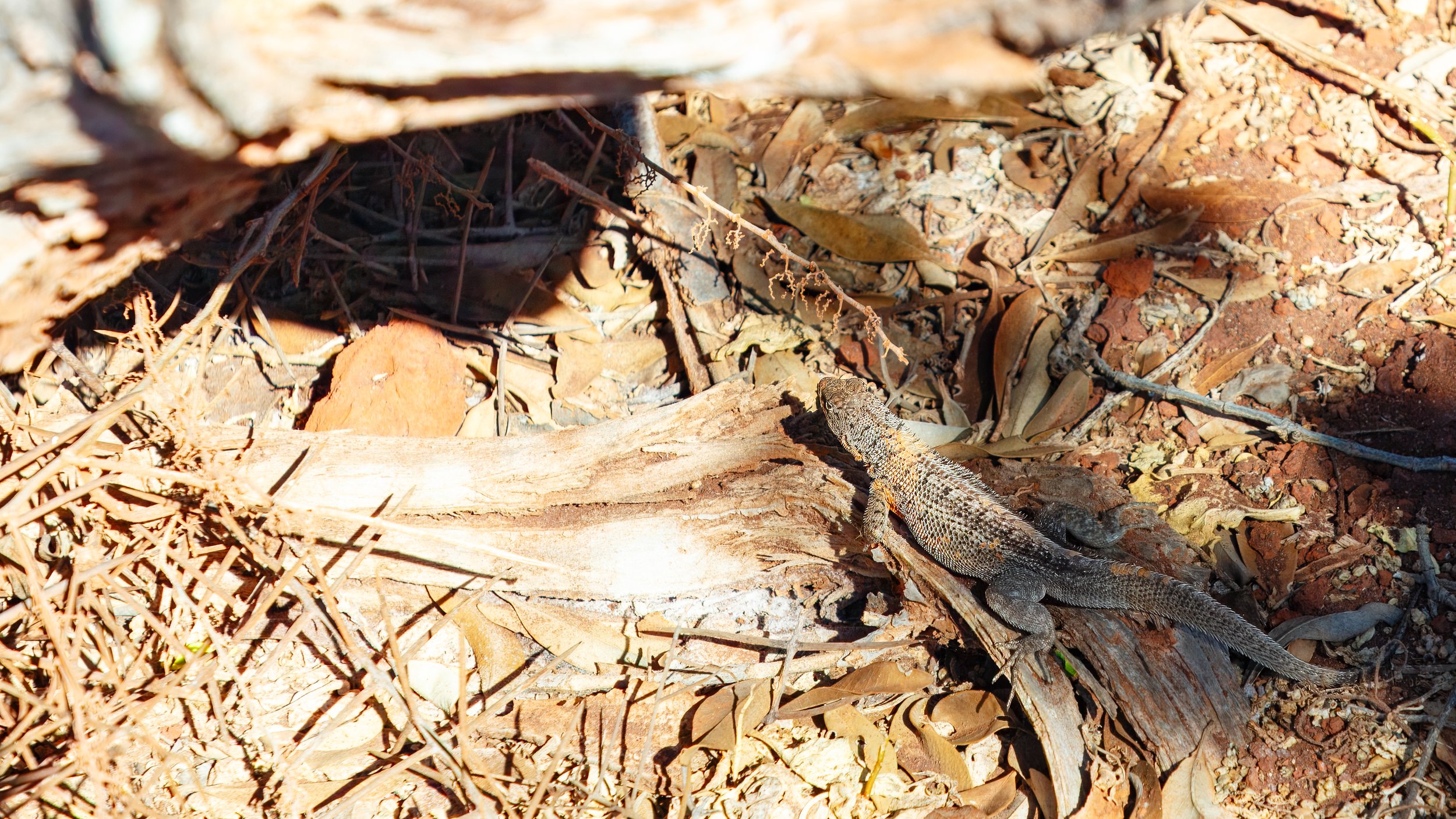  Iguana camouflaged well with the dry soil along the beach 