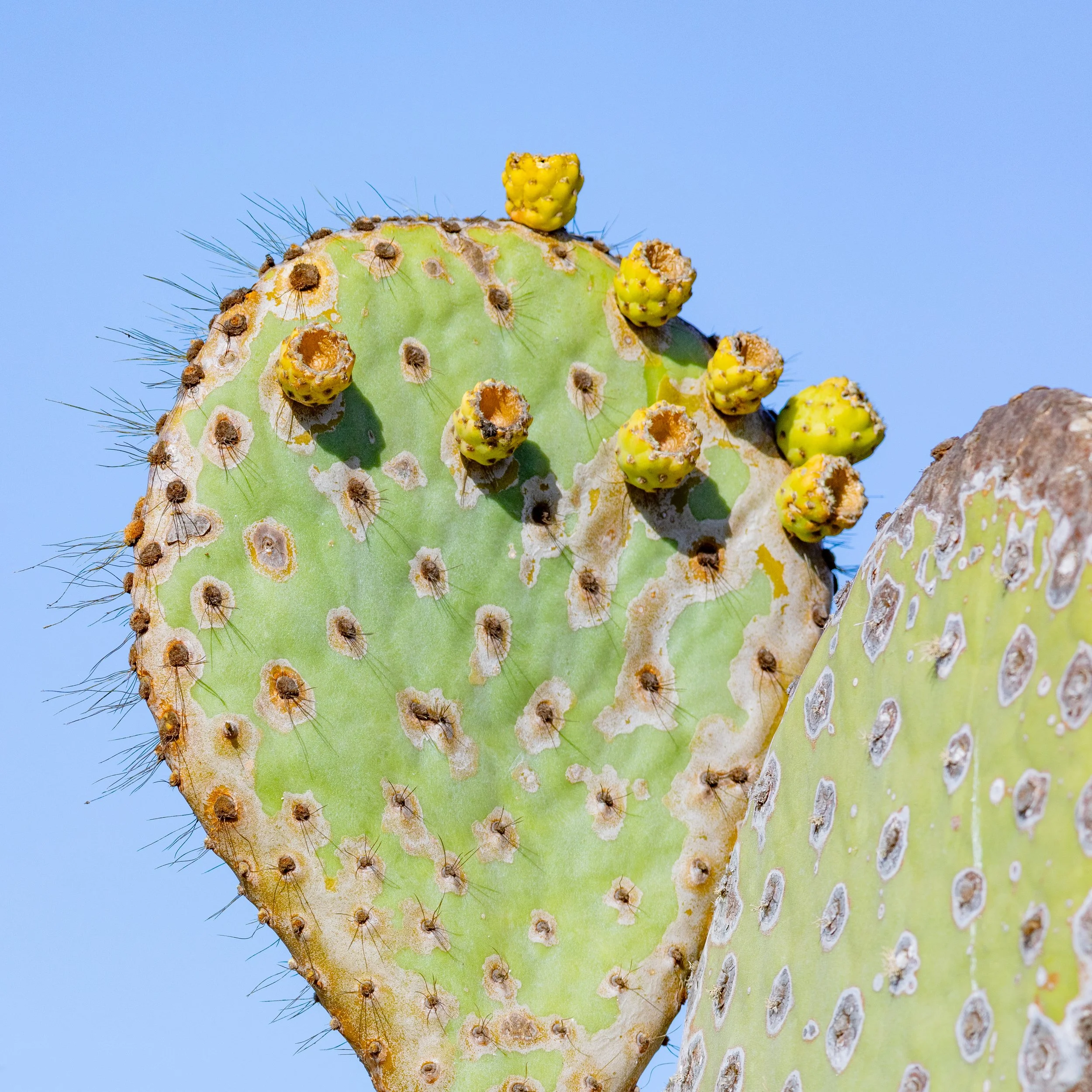  Galapagos Prickly Pear cactus with fruit 