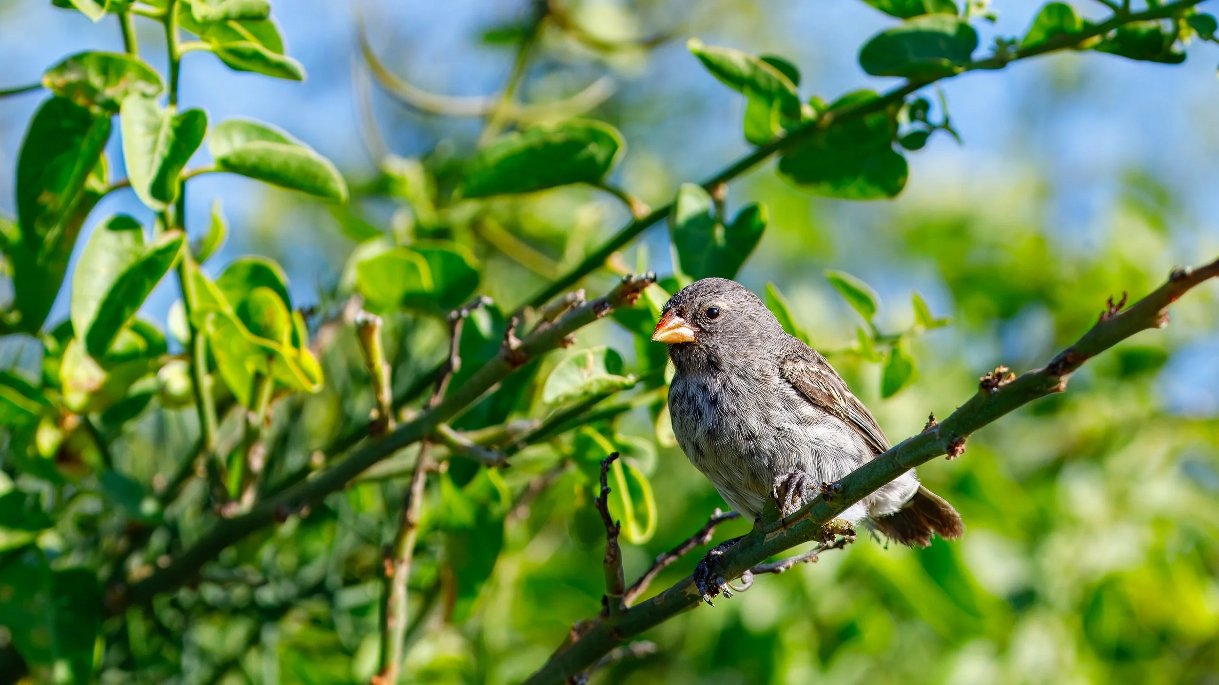  Lucky run-in with a mangrove finch, a critically endangered species endemic to the Galapagos Islands 