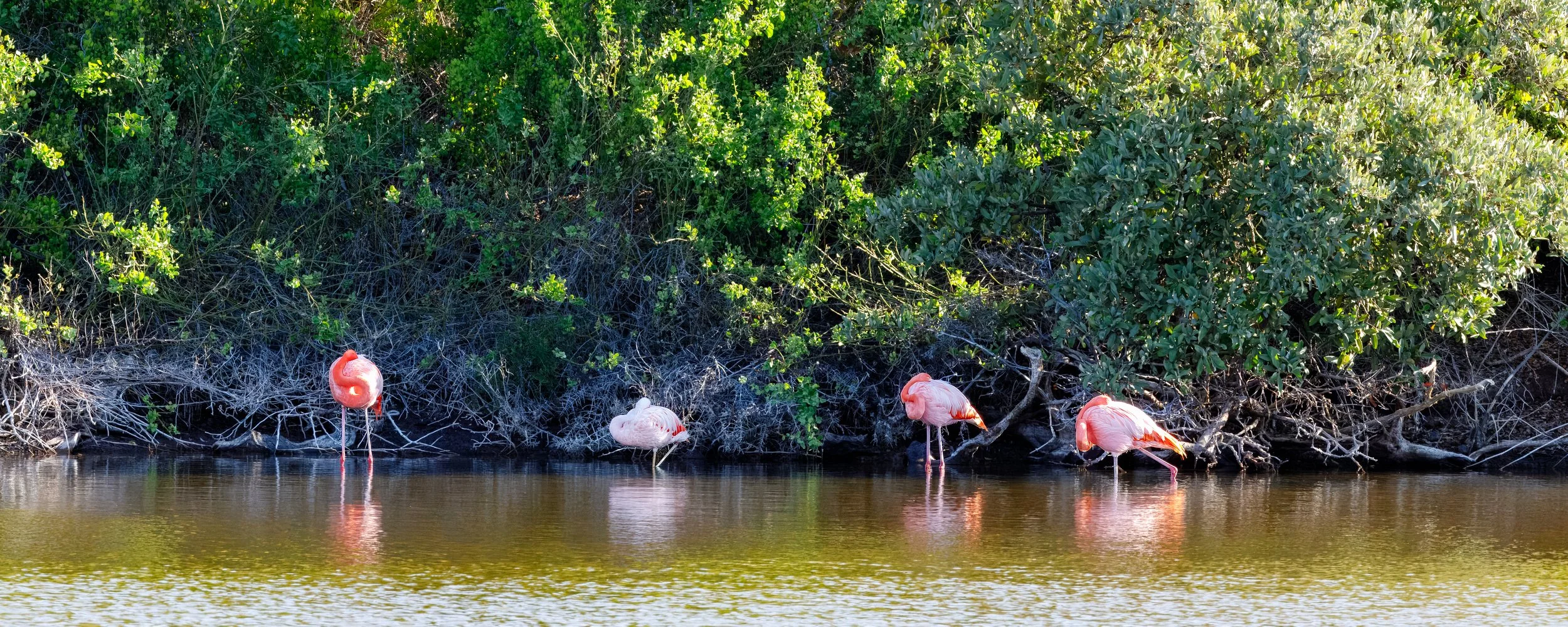  Flamingoes hanging out in the Flamingo Pool.  