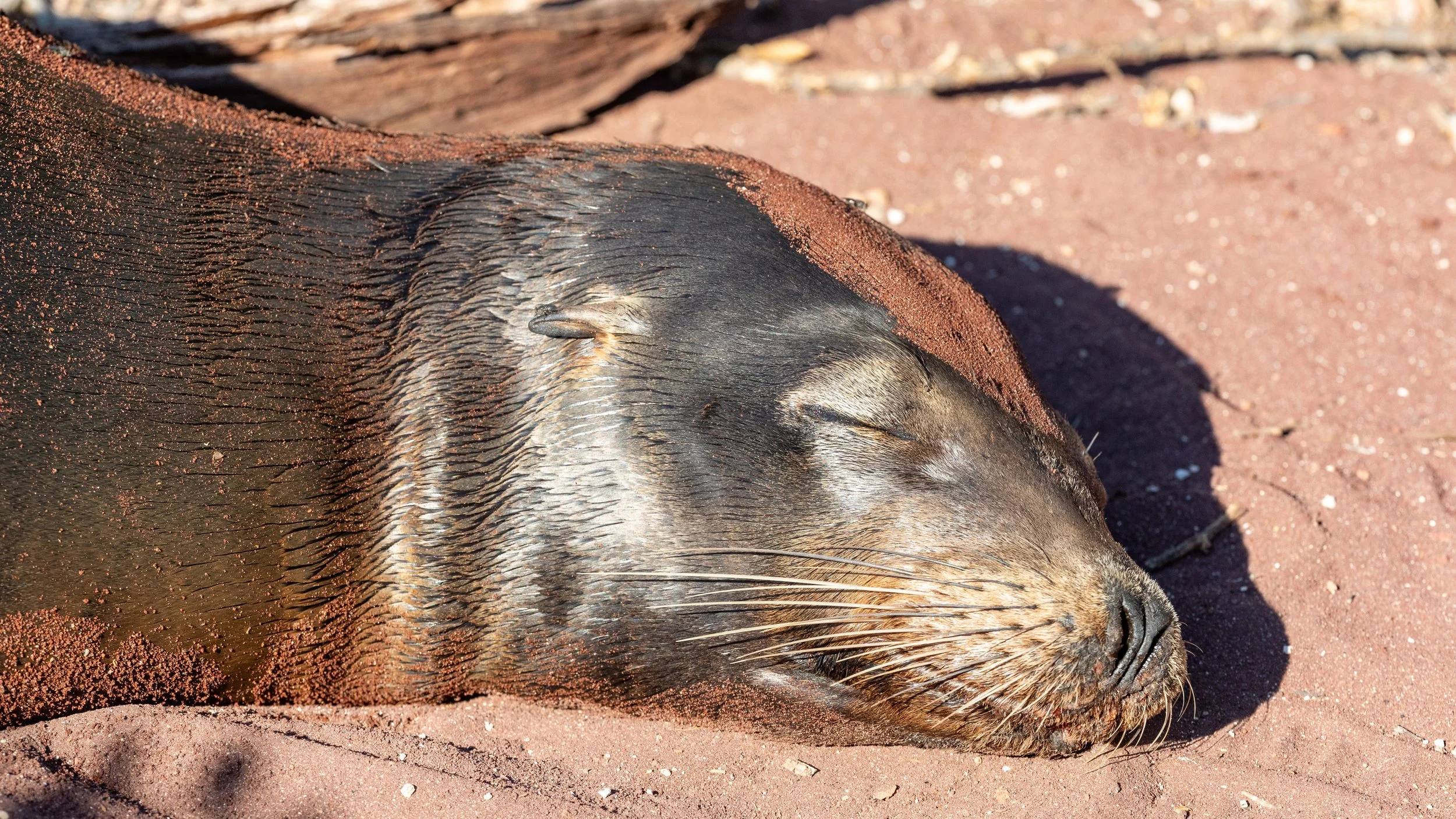  A sleepy Galapagos sealion rests on the beach near our water landing location 