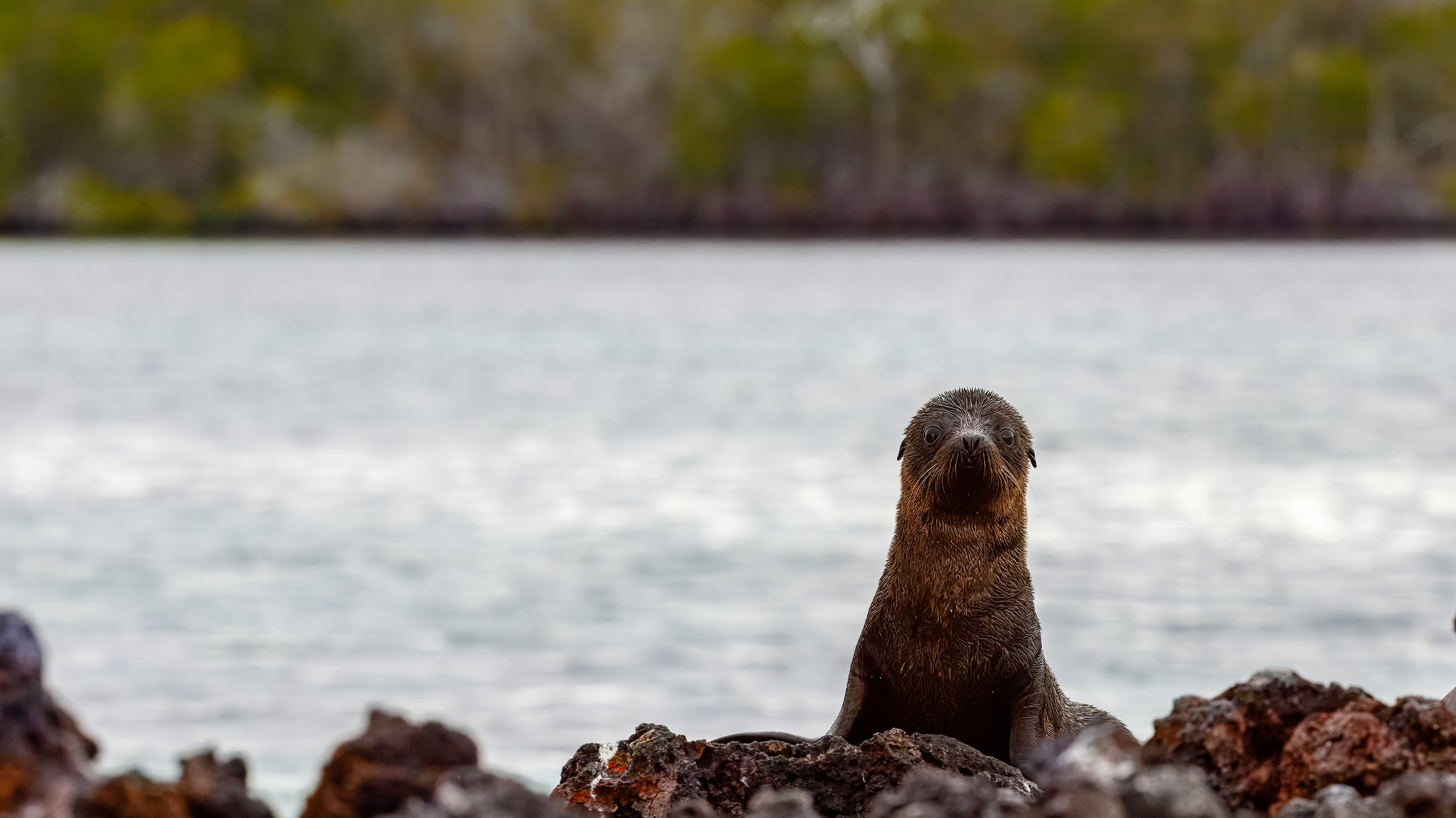  A well-framed sealion welcoming us into the bay 