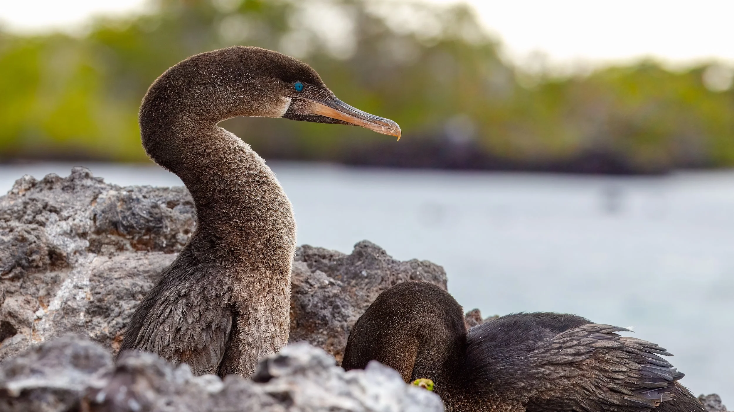  The only flightless cormorant species evolved flightlessness due to the lack of land predators on the islands and is exclusive to Isabela and nearby Fernandina islands 