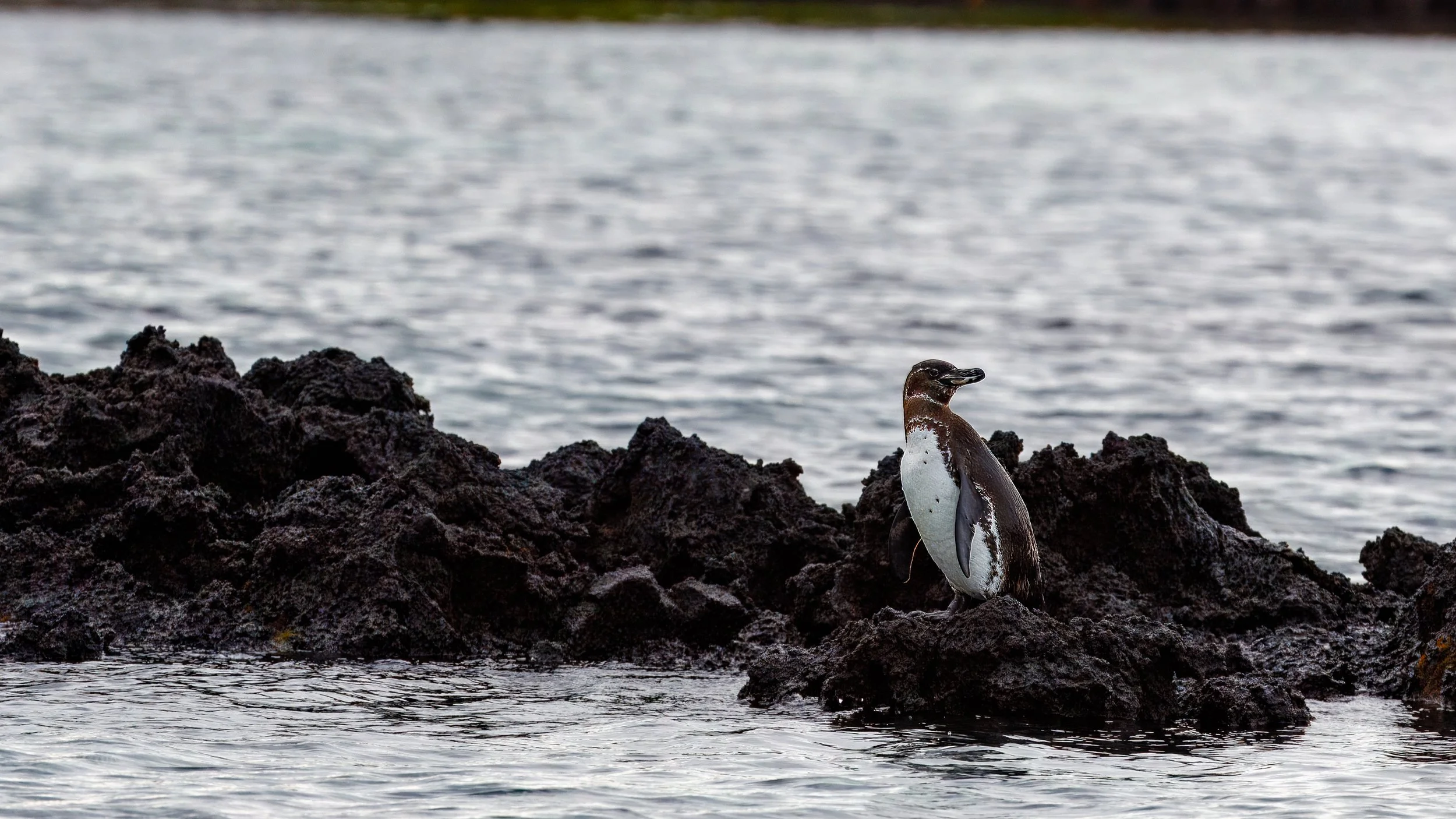  Our first Galapagos Penguin sighting 