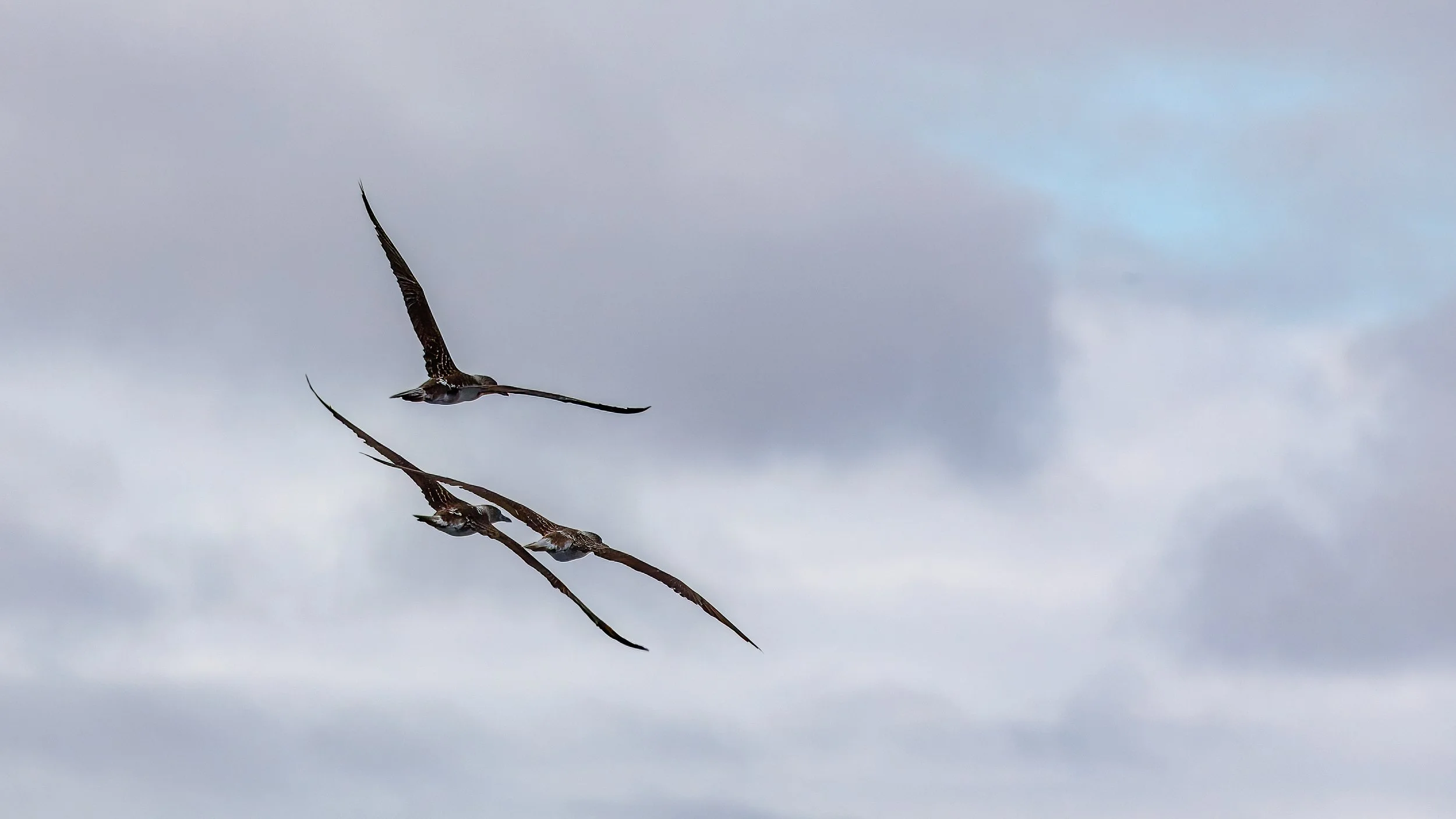  Magnificent frigatebirds in flight 