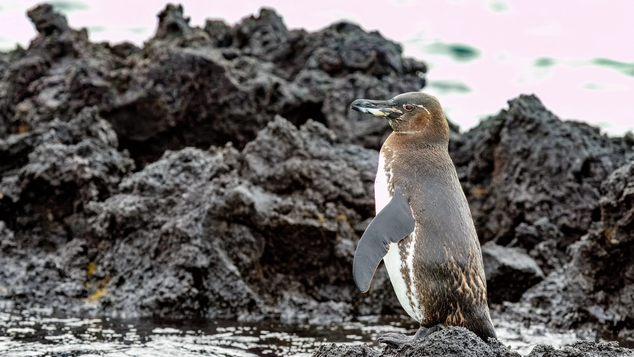  Another lone penguin  
