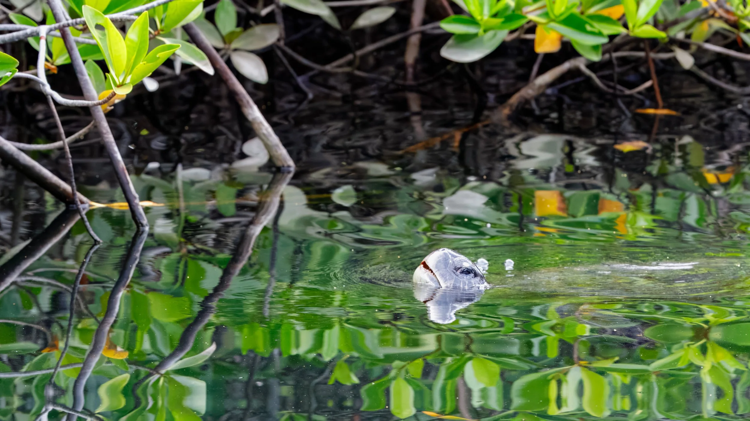  Further into the bay we are able to get close to sea turtles 