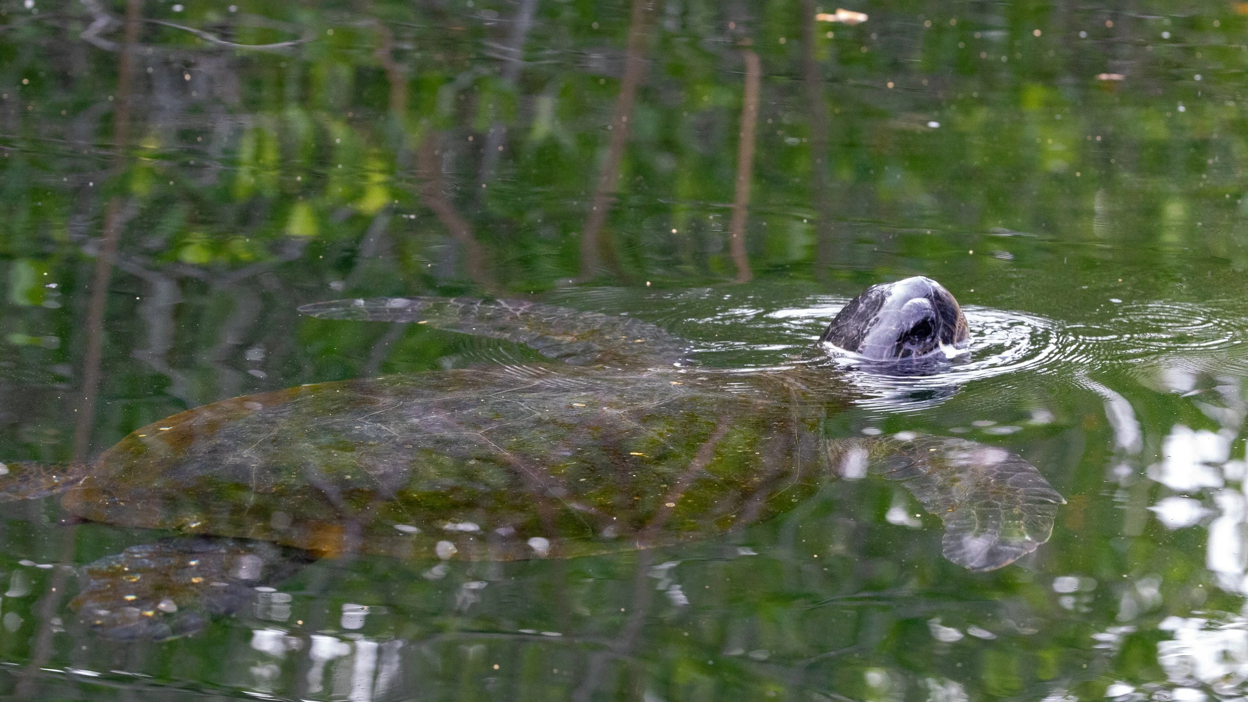  Getting as close as we can to the turtle in the bay 