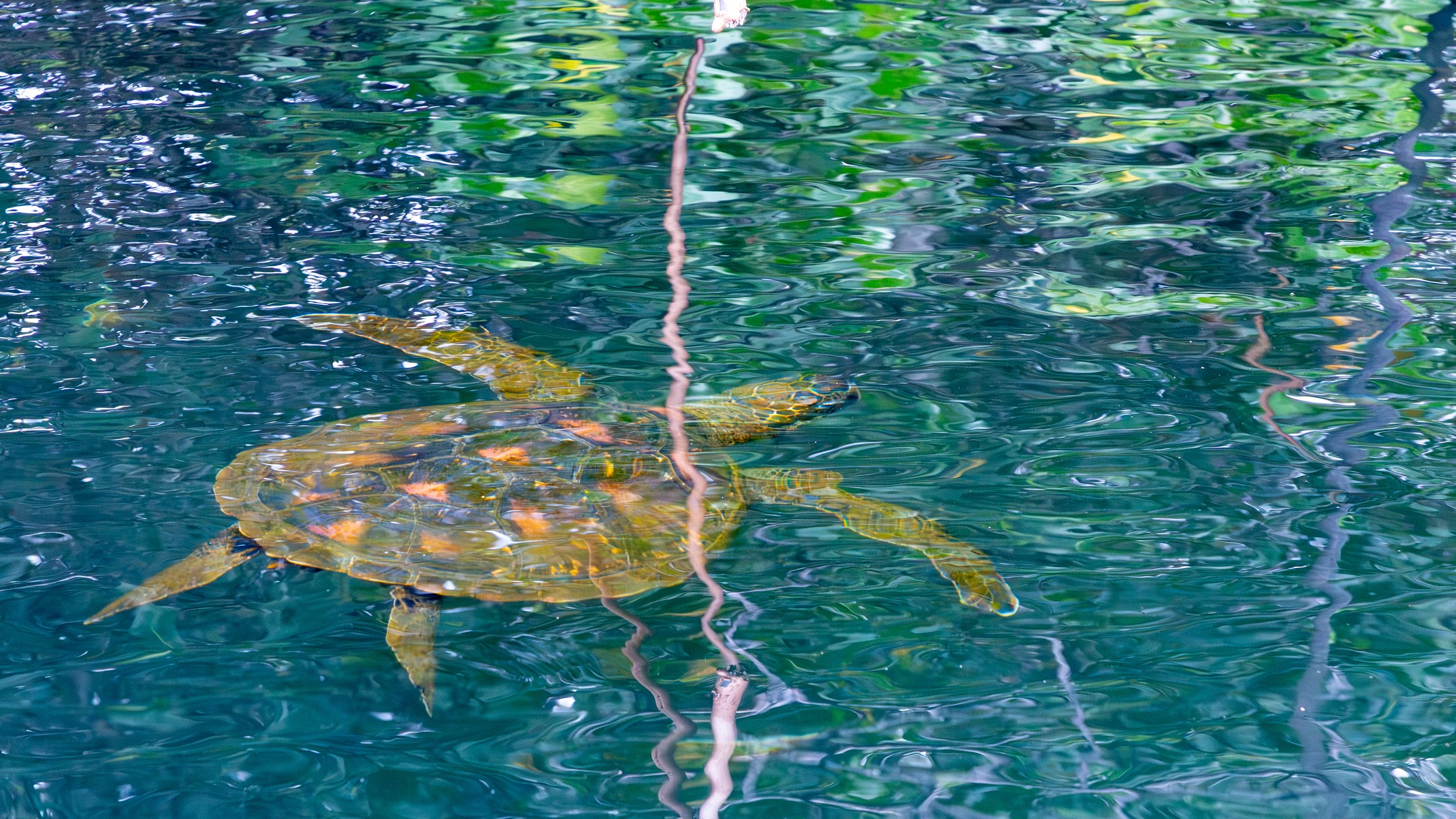  More the green sea turtle 