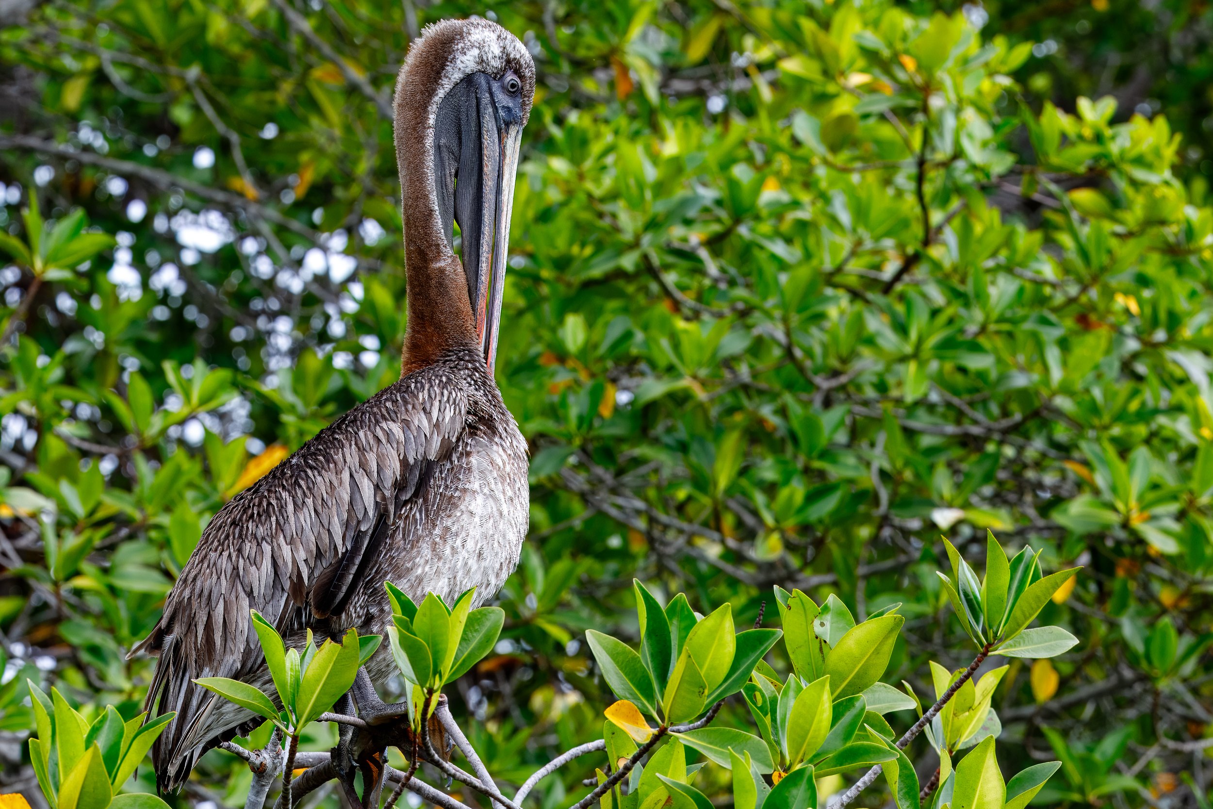  Brown pelican perched along the shore 