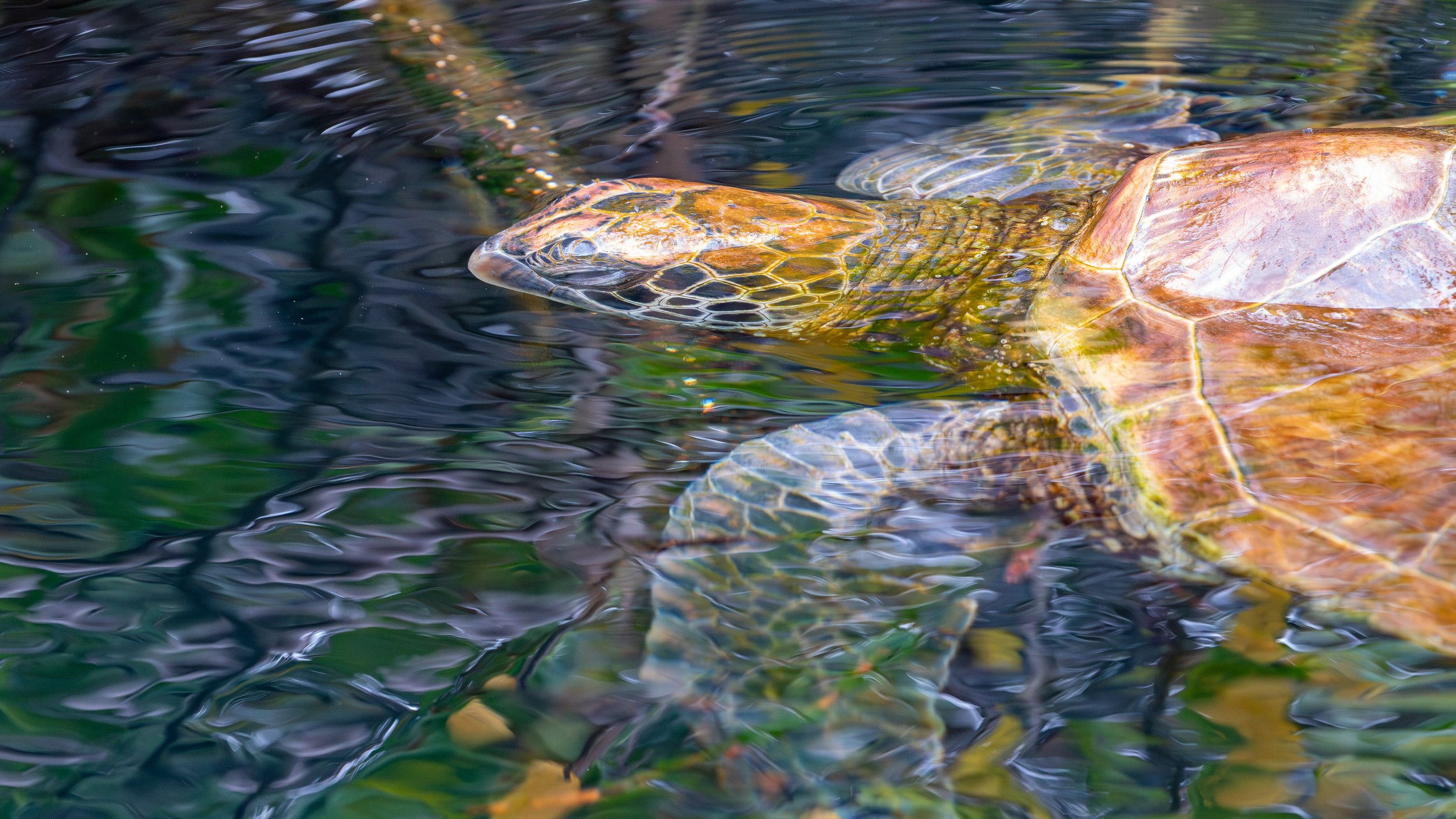  We never got tired of watching the turtle swim near the surface 