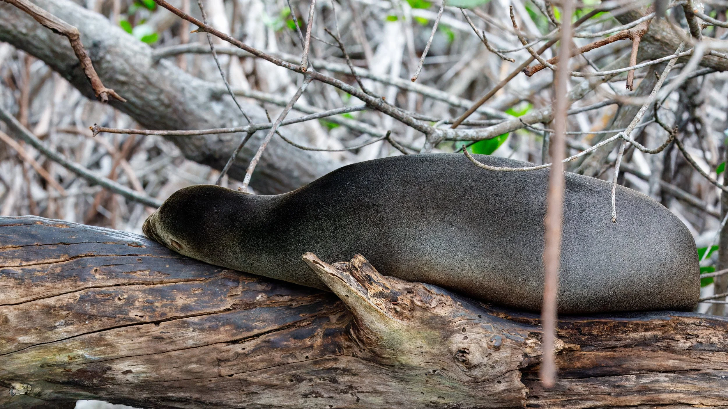  Before heading out we were lucky to find a Galapagos sealion resting on a branch 