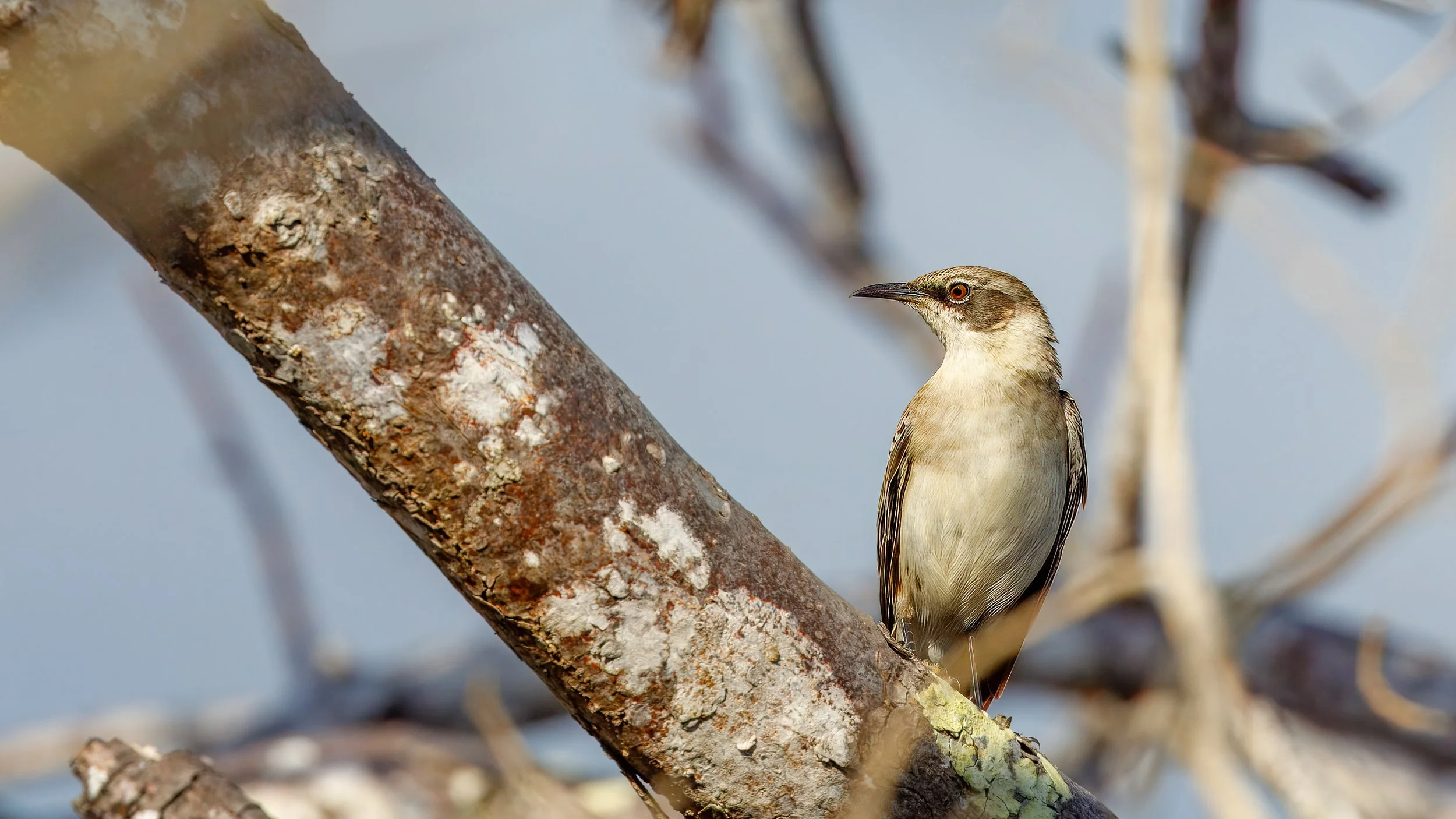  Our guide, proud of his bird-calling abilities, found us a Galapagos mockingbird 