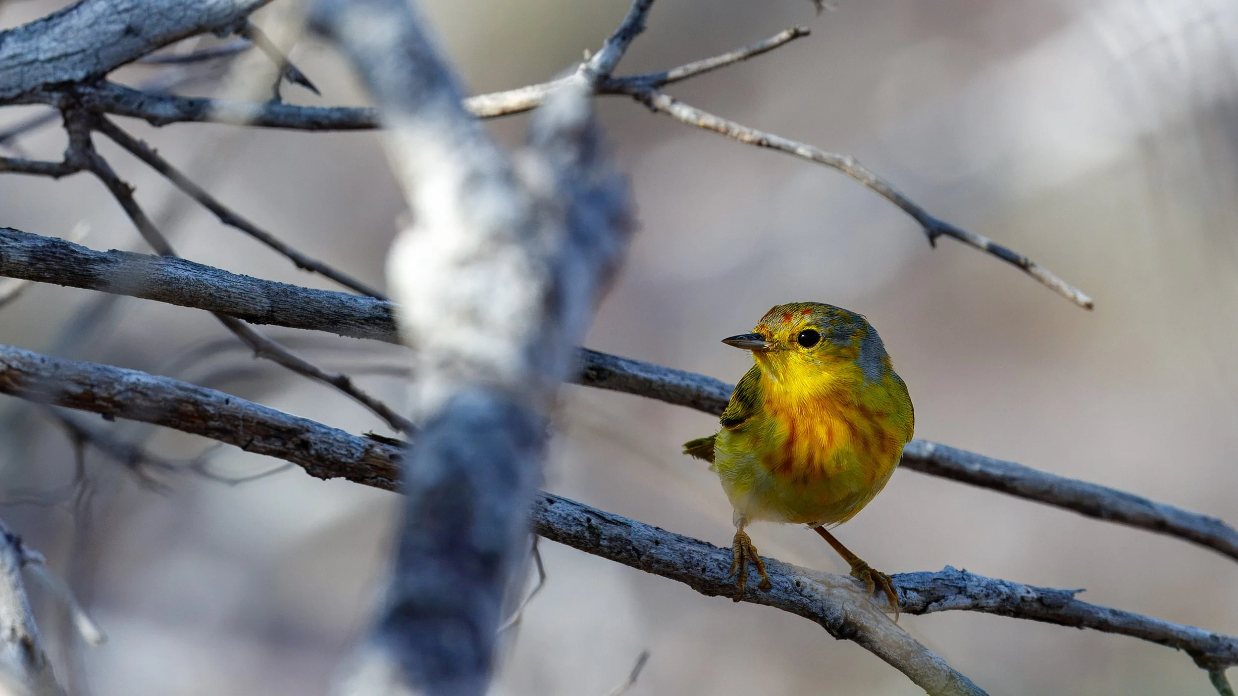  Mangrove Yellow Warbler 