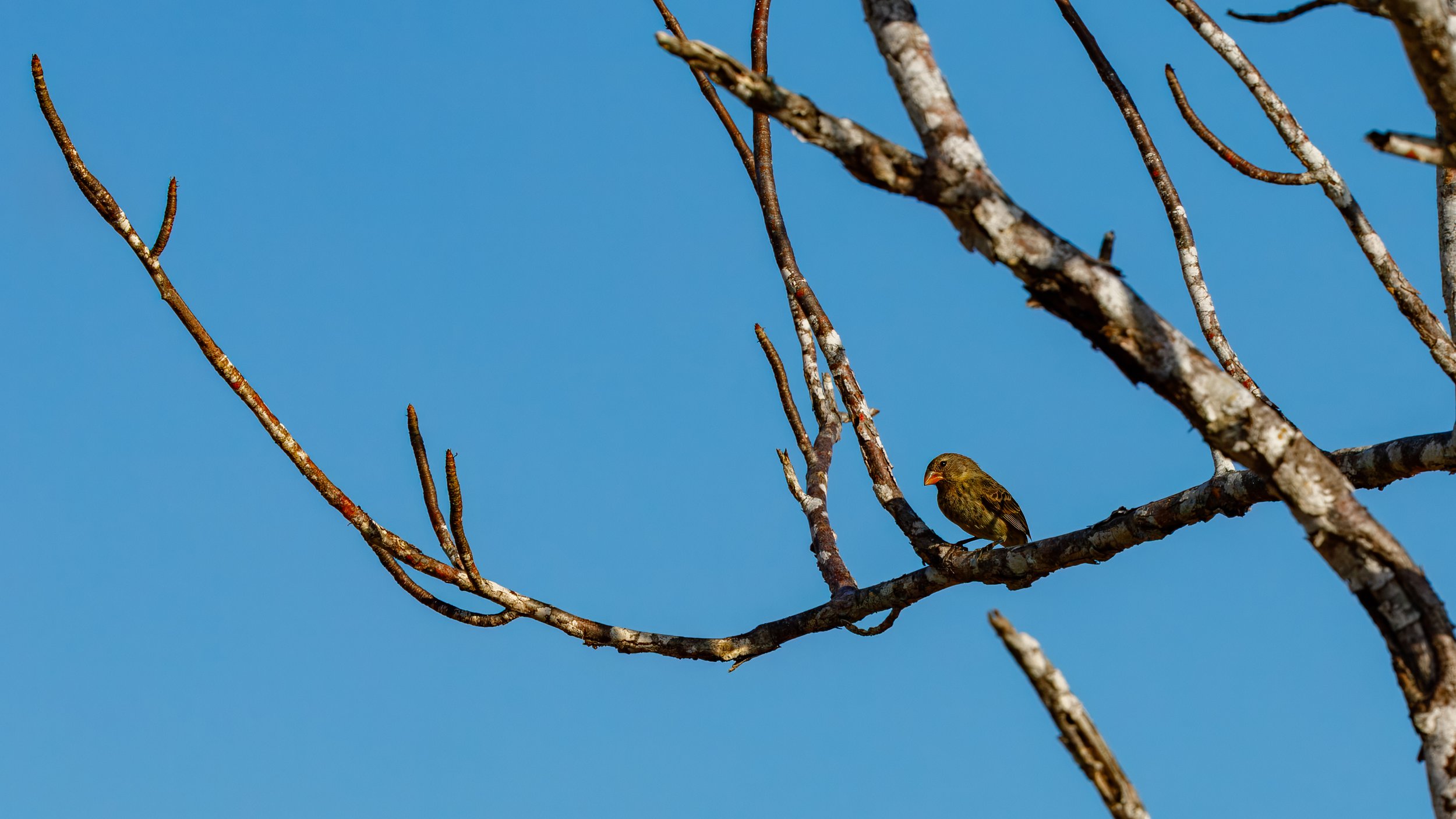  One of the species of Darwin Finch on the islands 