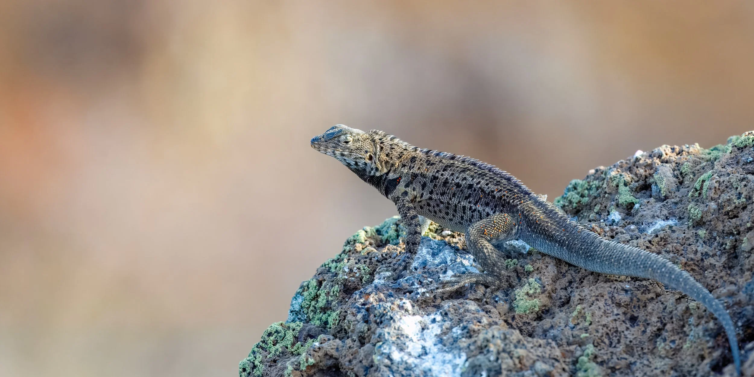  Galapagos lava lizard, endemic to the Galapagos Islands, enjoying basking on volcanic rock 