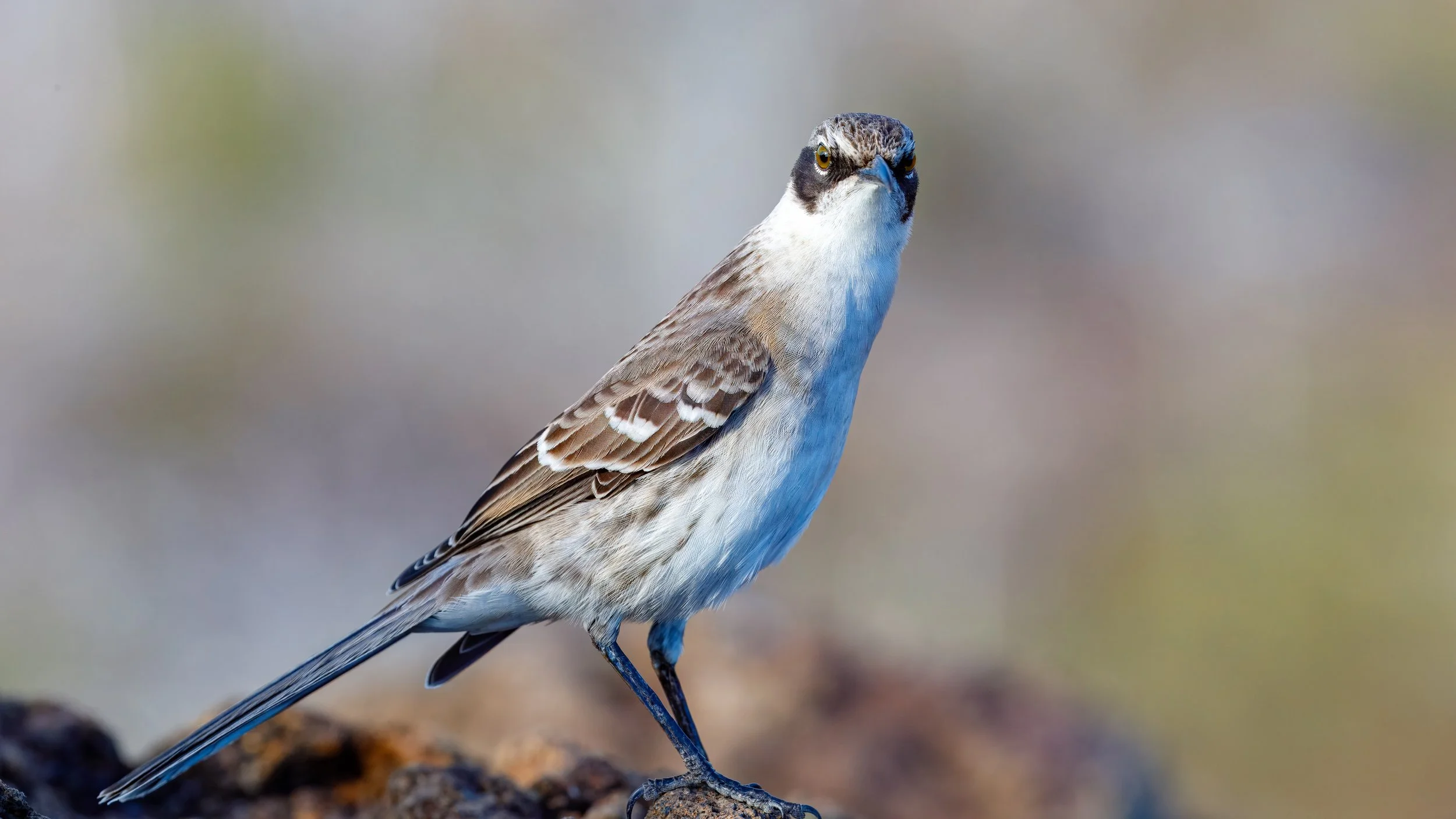  Another beautiful mockingbird shot 